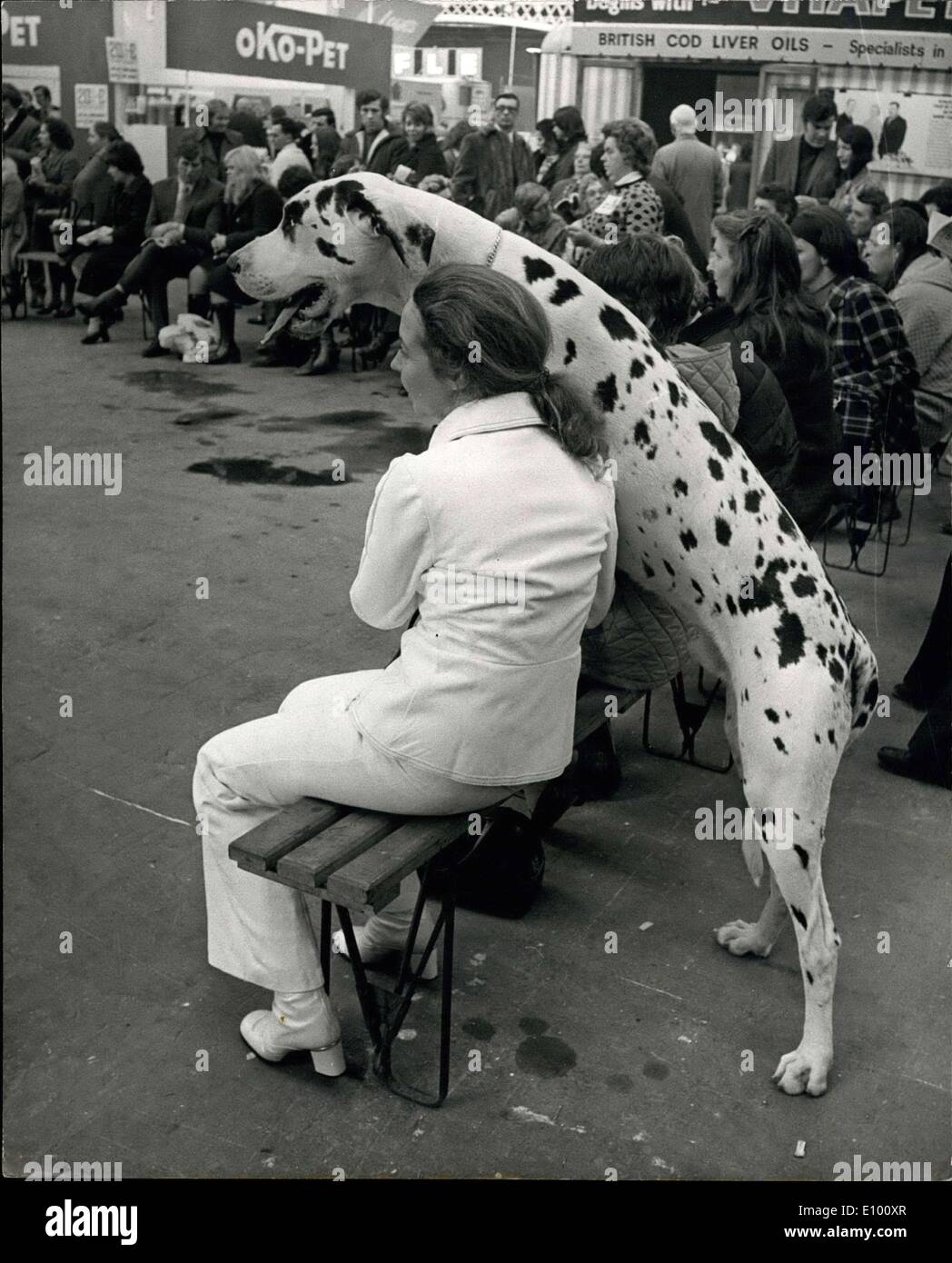 04. Feb 1972 - Hey Judge, Vergiss mich nicht! Cruft's Dog Show: Foto zeigt  ''Ark Angelus''' ein Harlekin-Dogge. Im Besitz von Mrs. K. Lee Mare, aus  Guildford, interessiert sich für die Beurteilung
