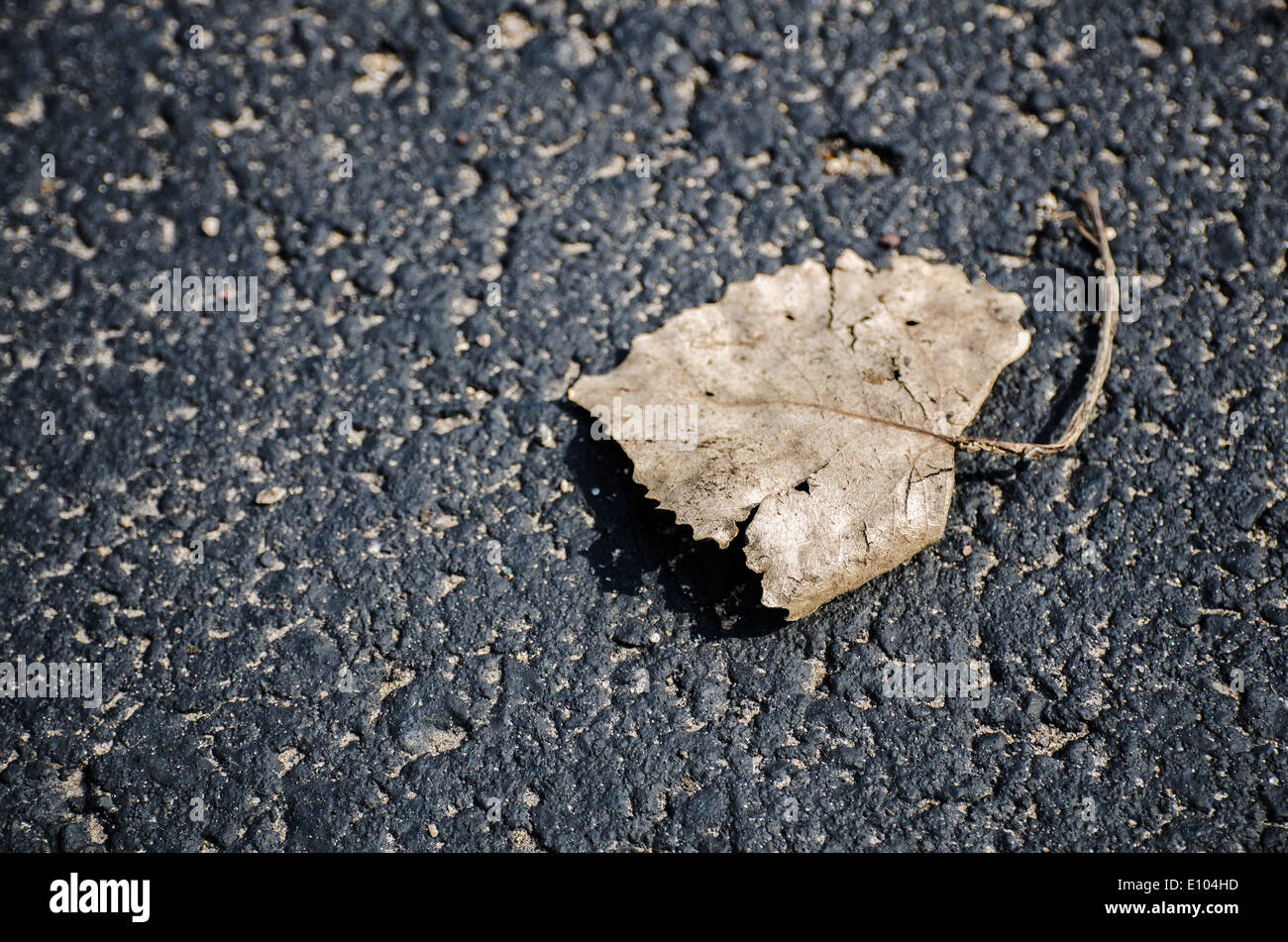 Ein welkes Blatt an sonnigen Tag auf der Straße liegen Stockfoto