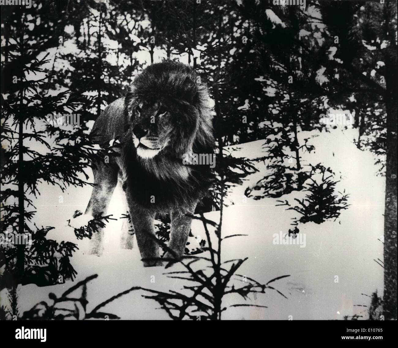 2 Februar 1970 Lowe Im Schnee Dieses Ungewohnliche Bild Ein Lowe Im Schnee Sehen Sie Manchmal In Das Tier Givzkud In Jutland Danemark Aber Der Schnee Einstellung Scheint Es Viel Muhe Stockfotografie Alamy