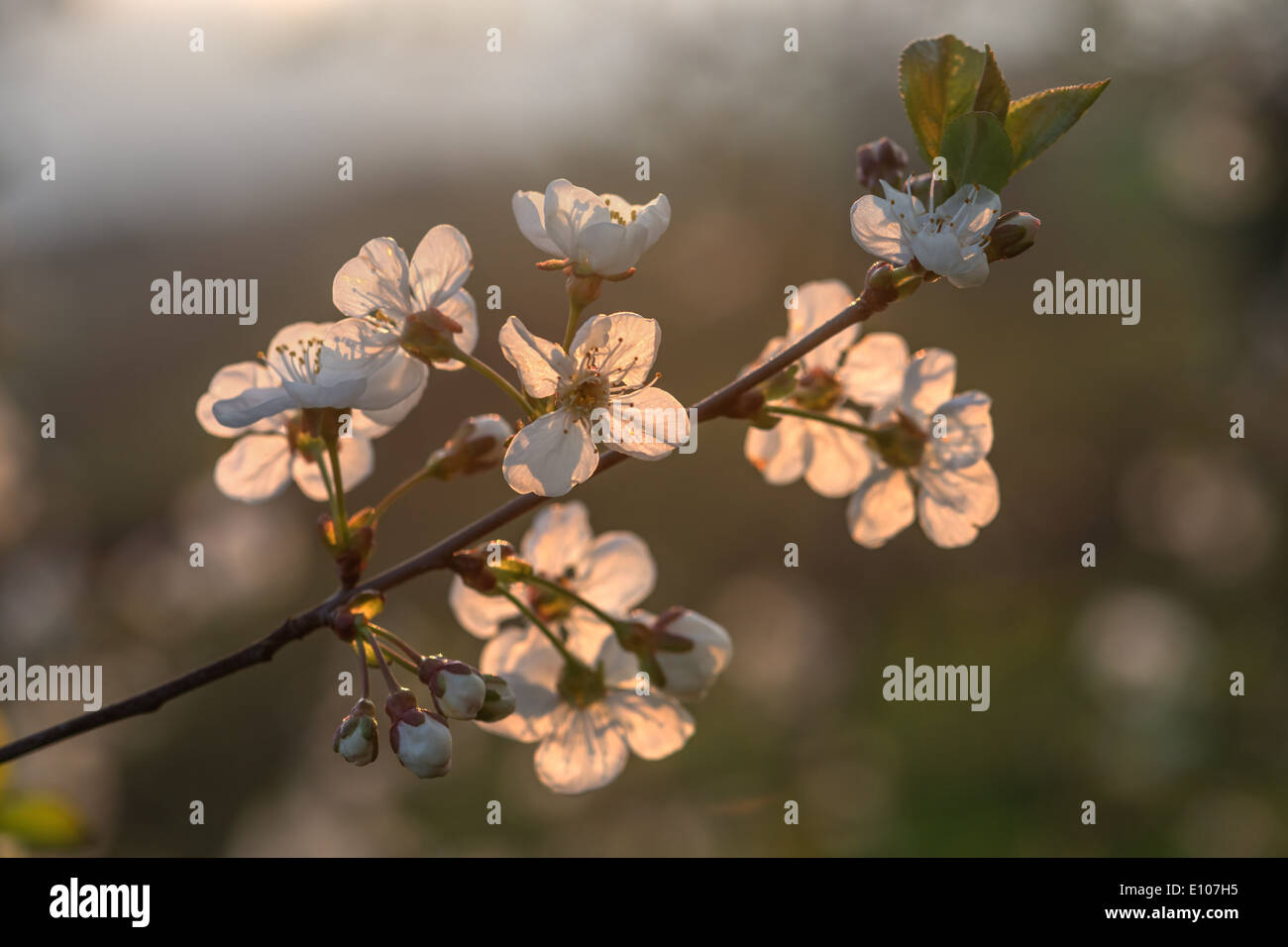 weiße Kirsche Blumen im Frühling Stockfoto