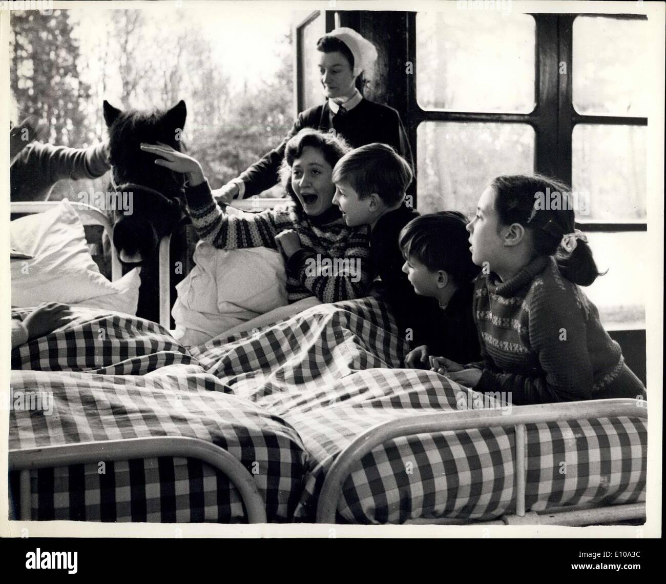 12. Feb. 1972 - das Pferd für die Herzfälle..''genau das, was der Doktor befahl''.. Ein sechzehn Jahre altes Pony - ''Trixie'', der von einer lokalen Reitschule pensioniert wird - ist das Haustier der Kinder-Patienten im Children's Heart Hospital, West Wickham. Sie wurde dem Matron des Krankenhauses-Miss Price Williams vorgestellt, um die Kinder zu unterhalten, die sich in der Behandlung befinden. Sie ist ''genau das, was der Doktor bestellt'' - für ihre täglichen Besuche bei den Jugendlichen kommt sie sogar direkt in die Station - ist ein großesic zu den Kindern, die sie lieben.. Einige der Kinder fahren sogar ''Trixie'' in der Station. Stockfoto
