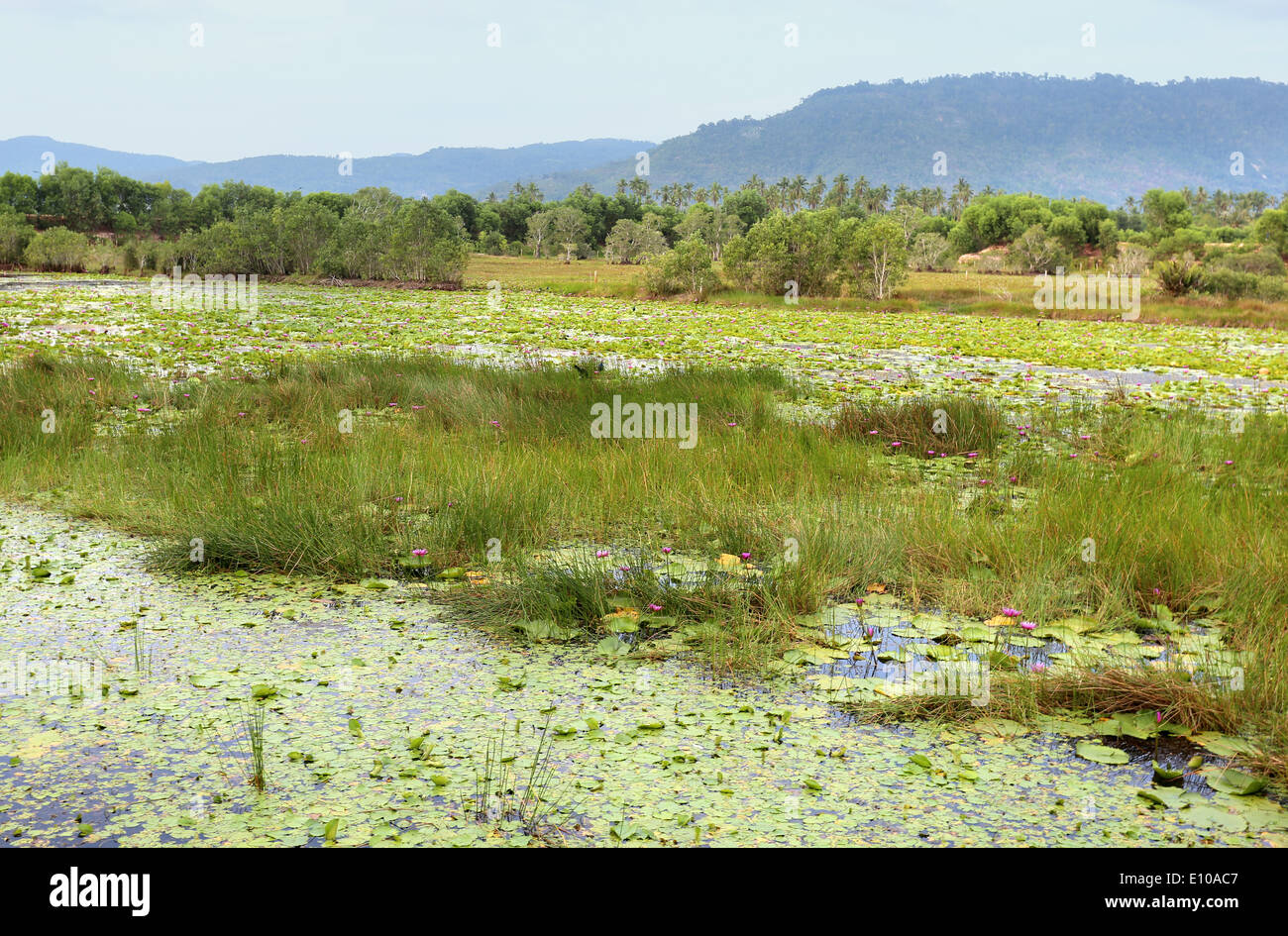 tropische Landschaft Stockfoto