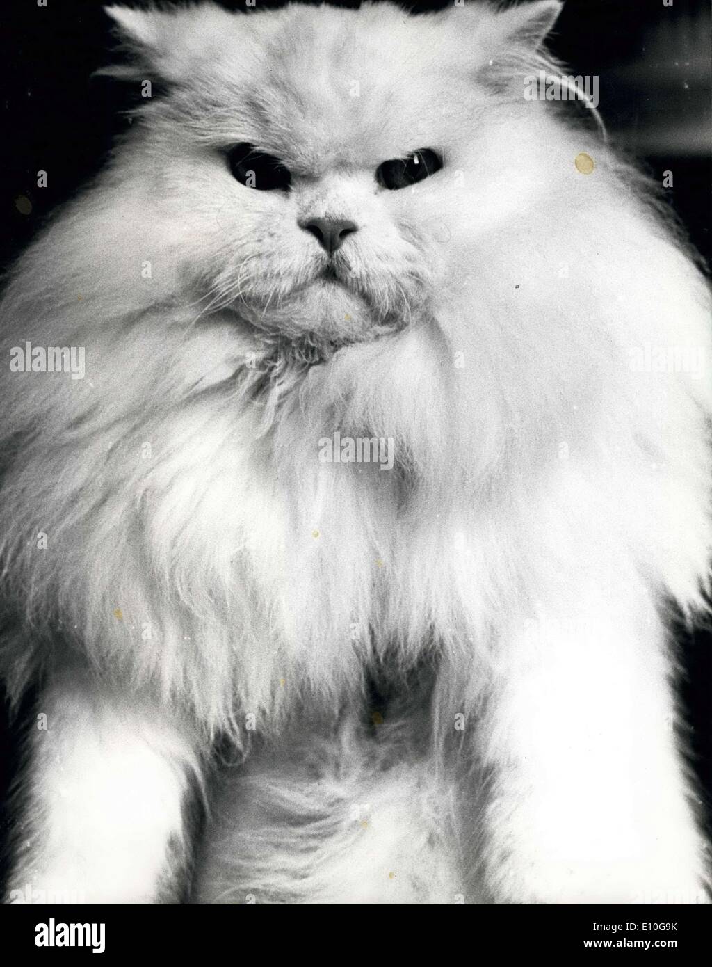11. Oktober 1972 - lange behaarte Katze zeigt in Chelsea Old Town Hall: Bild zeigt: '' Goravon Snow Queen'' ein weißer Perser, die in 8 Klassen eingetragen wurde 6 Premieren ein 2. und ein Drittel erhalten. Stockfoto