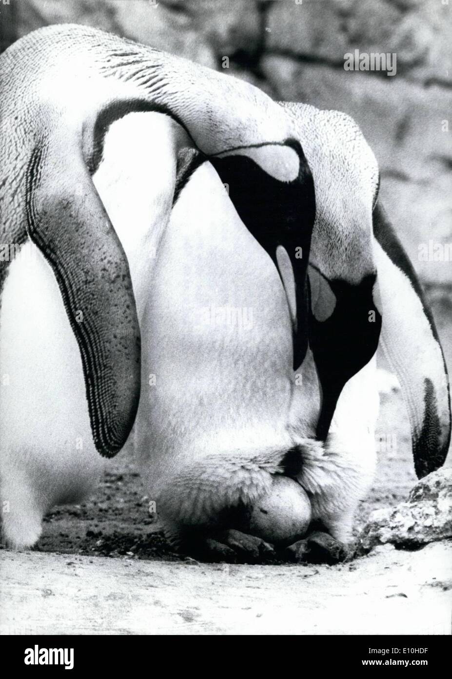 2. Februar 1973 - Pinguine wartet auf ein Baby. Die Pinguin-Eltern sein können es kaum erwarten, ihren Nachwuchs zu sehen. Bis jetzt jedoch gibt es keine Bewegung in das Ei, zu den Füßen dieser Sir im Frack. Er ist es in einer speziellen Tasche von seinem Bauch ausbrüten. Die Mutter zu sein hat nichts in den 63 Tagen des Wartens auf die kleine zu tun. Sie ist ein Spaziergang in den antarktischen Gewässern und gerade jetzt und kommt dann zu sehen, was auf dem Land. Geburt ist für Pinguine ein Mann Angelegenheit! Erst nachdem man ausgebrütet hat, wird sie darum kümmern und helfen bei der Fütterung Stockfoto