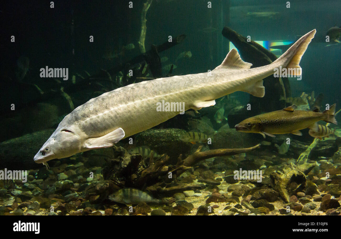 Stor fisch -Fotos und -Bildmaterial in hoher Auflösung – Alamy