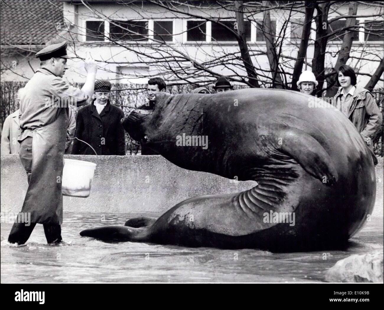 29. März 1973 - Sea - Elefant Roland, Star des Berliner Zoos: Roland, schwere See-Elefanten des Berliner Zoos ist dabei ein ganz Wert - wile Job. Er verdient nicht nur Applaus des Publikums für seine '' Show'', aber auch kleine Fische, die sind natürlich viel interessanter für ihn. Darüber hinaus lassen diese gymnastischen Übungen alle Frühling Schwäche verschwinden. Sein Tipp für alle: gefällt es mir, jeden Tag 50 Mal und Sie fühlen sich Fit! Stockfoto