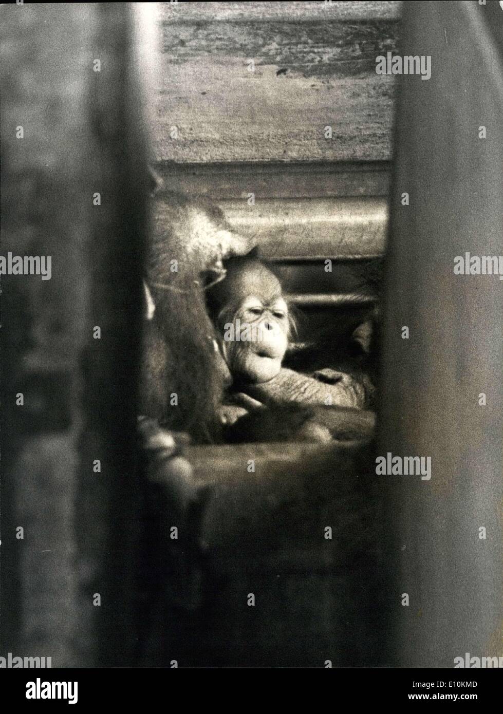 10. Juli 1973 - Orang-Outang Zwillinge in der Basis-Zoo: Orang-Outang weibliche Kasih, geboren in Basel 1962, gebar zwei Zwillinge am vergangenen Sonntag. Sensationell, nicht die Tatsache der Geburt Twin Orang-Abarten, sondern die Tatsache, dass Kasih beide Babys zu bringen durch Fuehrers akzeptiert. Foto zeigt in den ersten Tagen ist es ziemlich schwierig für einen Fotografen zu Babys und der Mutter auf das Bild. Stockfoto