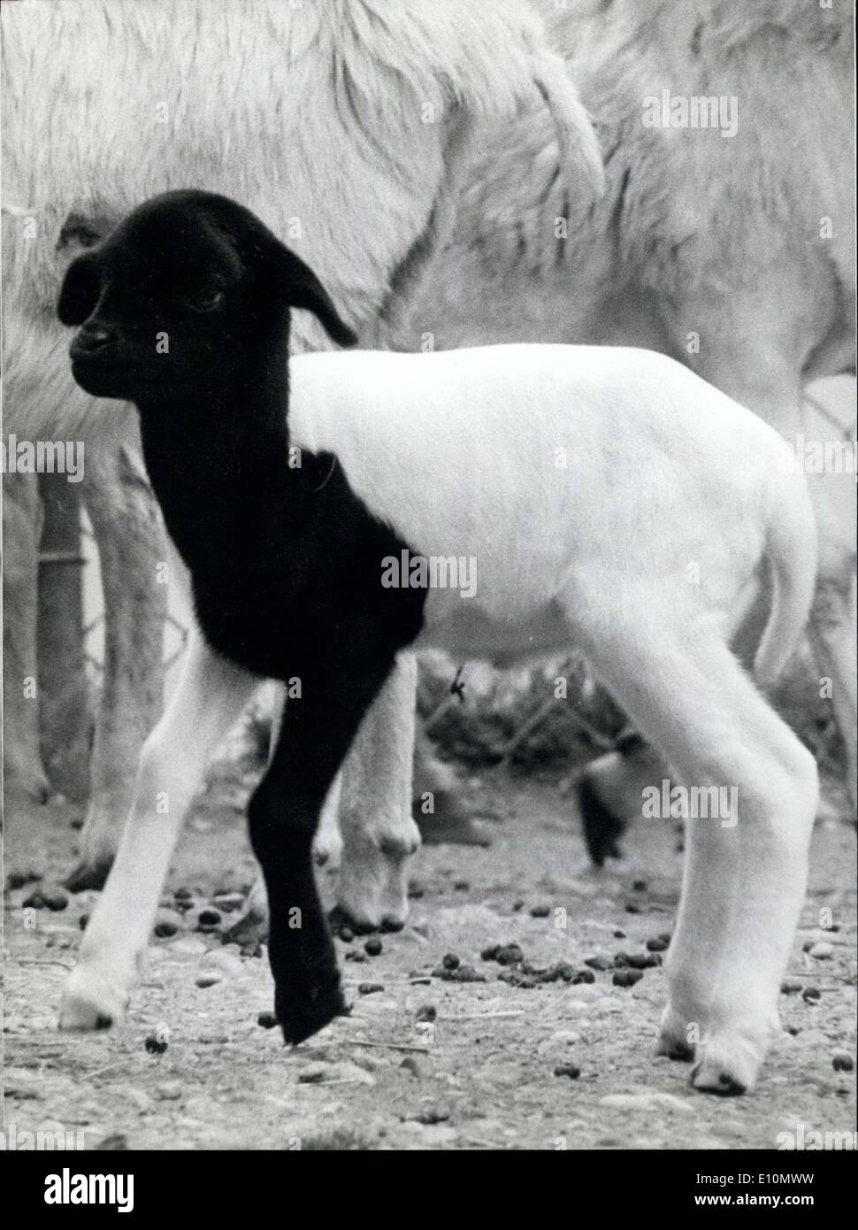 18. Juni 1973 - Laune der Natur: das Lämmchen ist - durch eine Laune der Natur-nicht ganz wie seine Mutter, als auch die Familie Schwarz-Gesicht, er hat eine schwarz für Pfote, auch. Offenbar das Gefühl fein und kein bisschen wie das sprichwörtliche schwarze Schaf, er springt und schlägt als fröhlich wie der Rest der Herde kleine Lämmer. Stockfoto