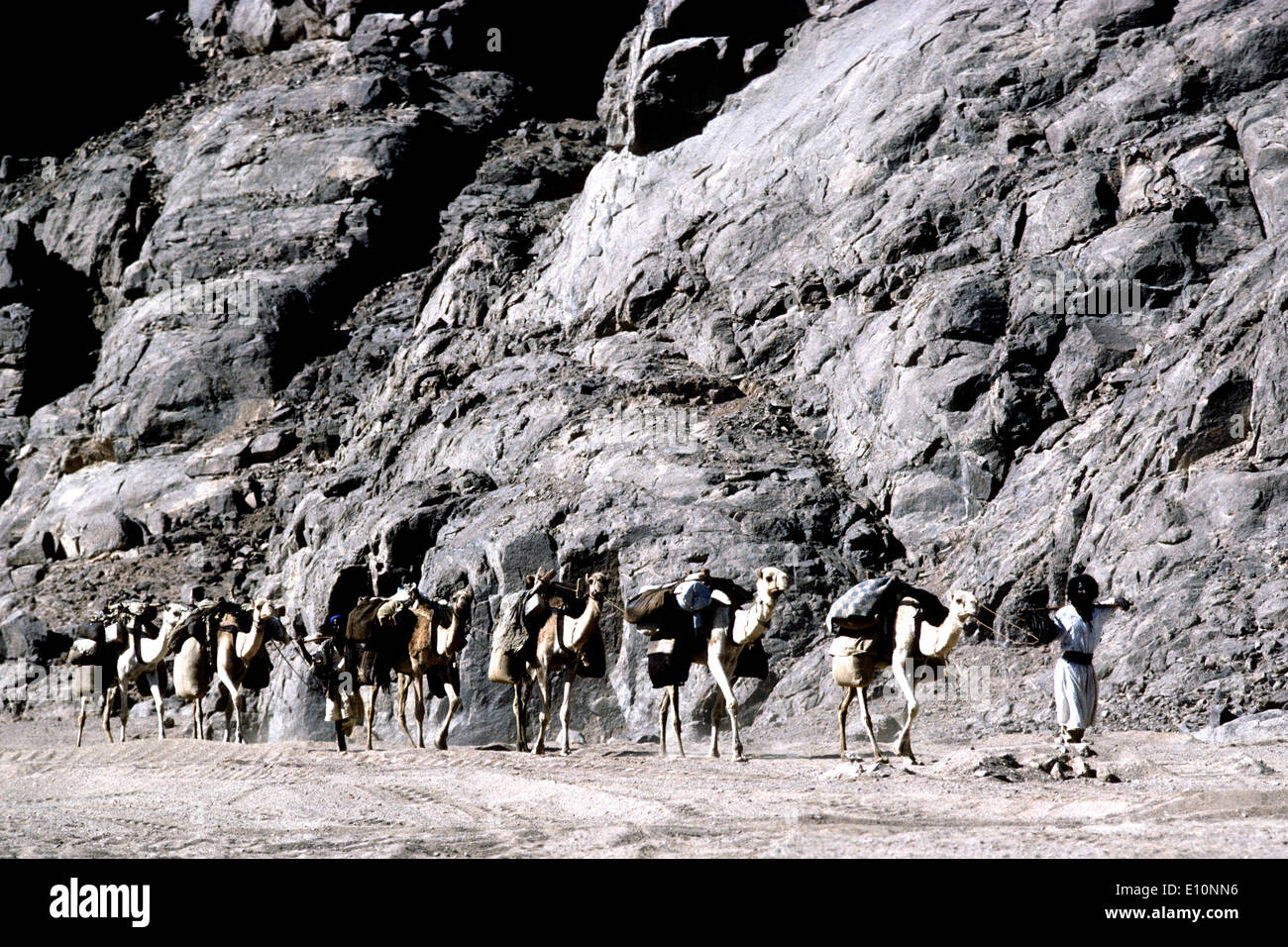 Kamel-Karawane des Stammes Beja (Bishari) in Oberägypten. Reisen von Assuan nach Sudan. Stockfoto