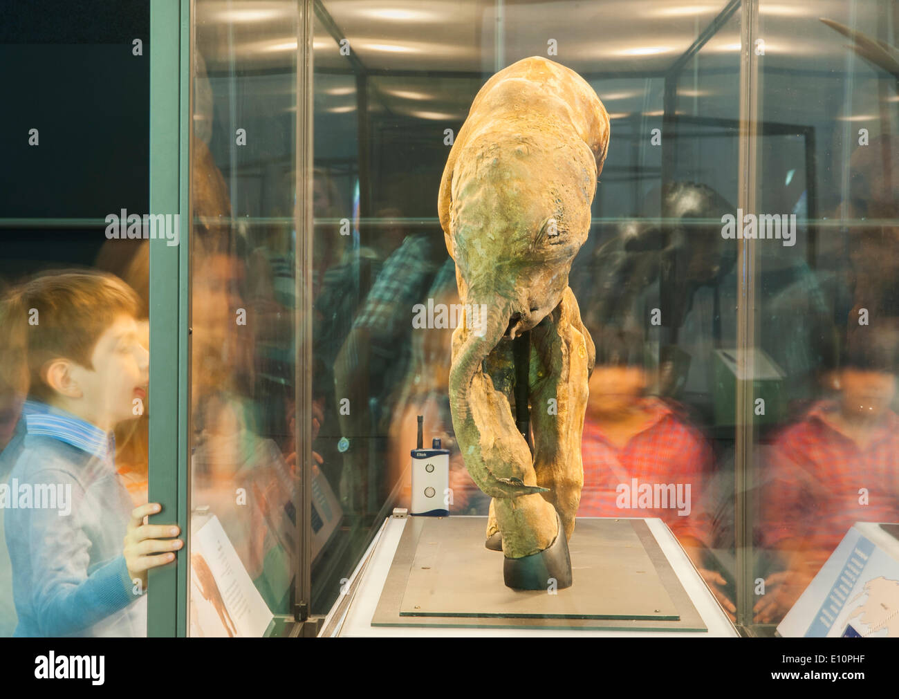 Woolly mammoth baby -Fotos und -Bildmaterial in hoher Auflösung – Alamy
