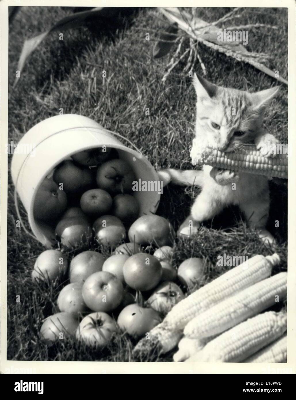 Sept. 23, 1973 - sehr geehrter Herr: Bitte ich hoffe, dass meine Foto-Beitrag von einigem nutzen zu Ihrer Publikation. Das Bild ist von meiner kleinen Katze Mini in '' Wer wird mein Mais Essen '' wieder ich hoffe Sie können es verwenden. Mit freundlichen Grüßen, '' (unleserlich) Stockfoto
