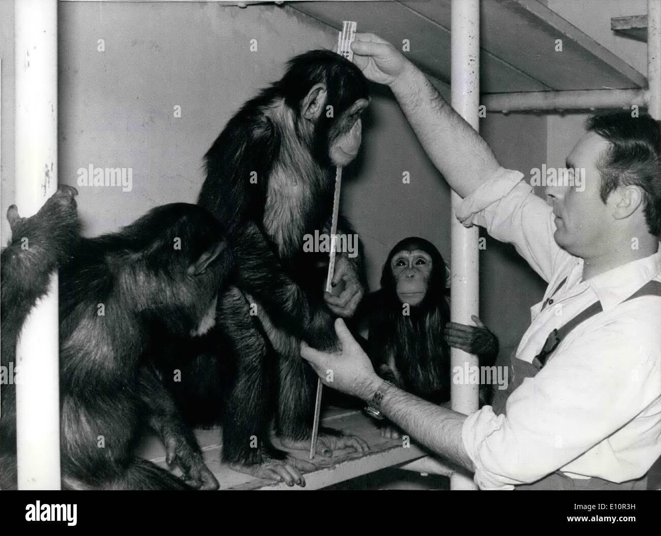 12. Dezember 1973 - Inventar in einem Zoo.: Ich bin die GreatestÃ ¢ â'¬Â¦ oder zumindest die höchste dieser Schimpanse scheint seine Chefin geltend zu machen, ist gerade dabei, seine tatsächliche Höhe zu messen. Wie in den Vorjahren zeichnet Münchner Zoo Hellabrunn, wo das Bild aufgenommen wurde, inventarisieren Sie, genau wie jede andere Organisation, Business, gegen Ende eines Jahres. Auf diese Weise ist eine genaue Aufzeichnung der Wachstum und Gewicht des Zoo Tiere Lager gehalten. Stockfoto