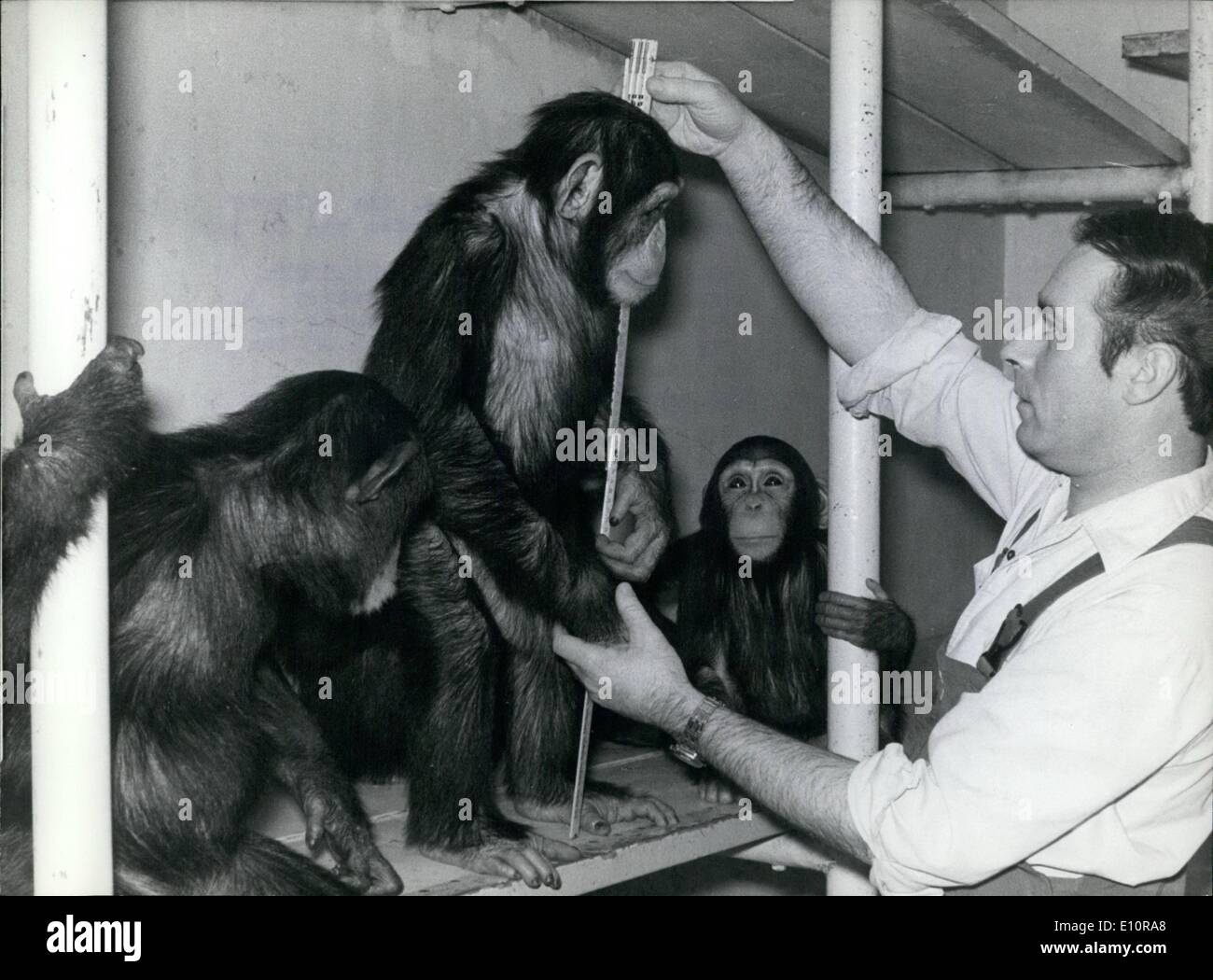 12. Dezember 1973 - Inventar in einem Zoo.: '' ich bin der größte... oder zumindest die höchste '' dieser Schimpanse scheint seine Warden im geltend zu machen, kurz vor dem um hid tatsächliche Höhe zu messen. Wie in den Vorjahren München Hellabrunn, wo Bild aufgenommen wurde, bei der Erstellung einer Bestandsaufnahme, genauso wie jede andere Organisation, Business, gegen Ende des Jahres, zu sehen. Auf diese Weise eine genaue Aufzeichnung ist der Wachstum und Gewicht der Tierbestand des Zoos gehalten. Stockfoto