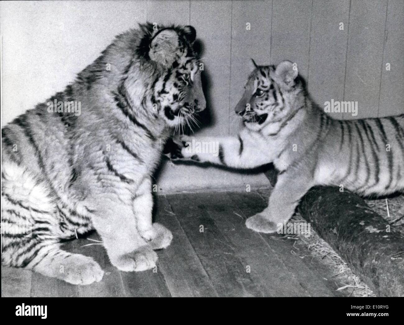 Minka tiger zoo münchen -Fotos und -Bildmaterial in hoher Auflösung – Alamy
