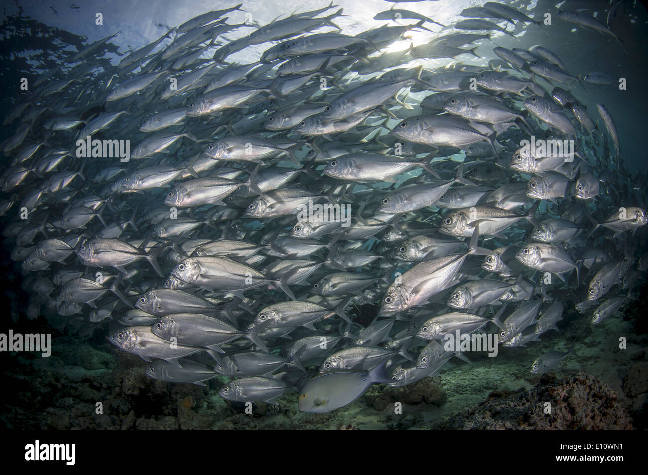 Eine Schule von Big-Eye-Makrelen, Unterwasser, Malaysia (Caranx Sexfasciatus) Stockfoto