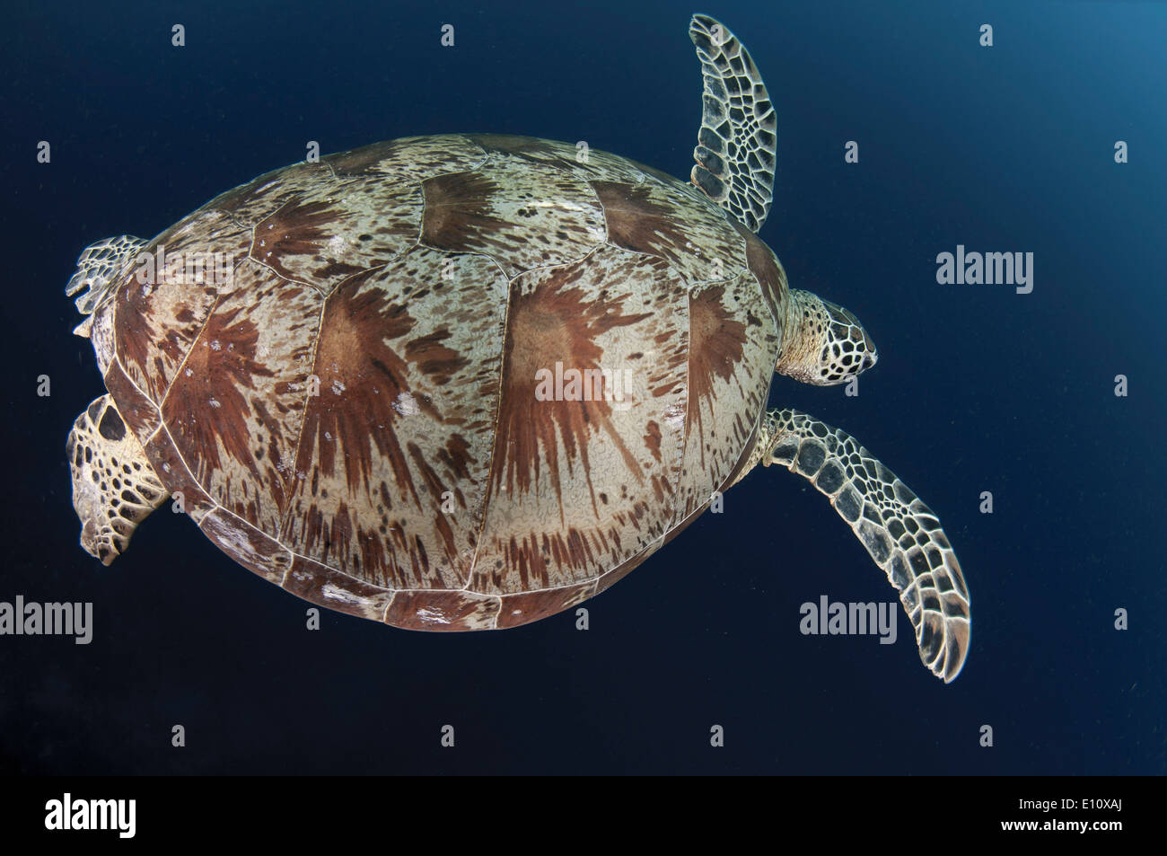 Green Sea Turtle, Sipdan Insel Malaysia (Chelonia Mydas) Stockfoto