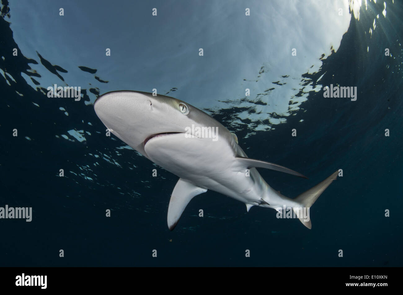 Seidige Hai, Sudan (Carcharhinus Falciformis) Stockfoto