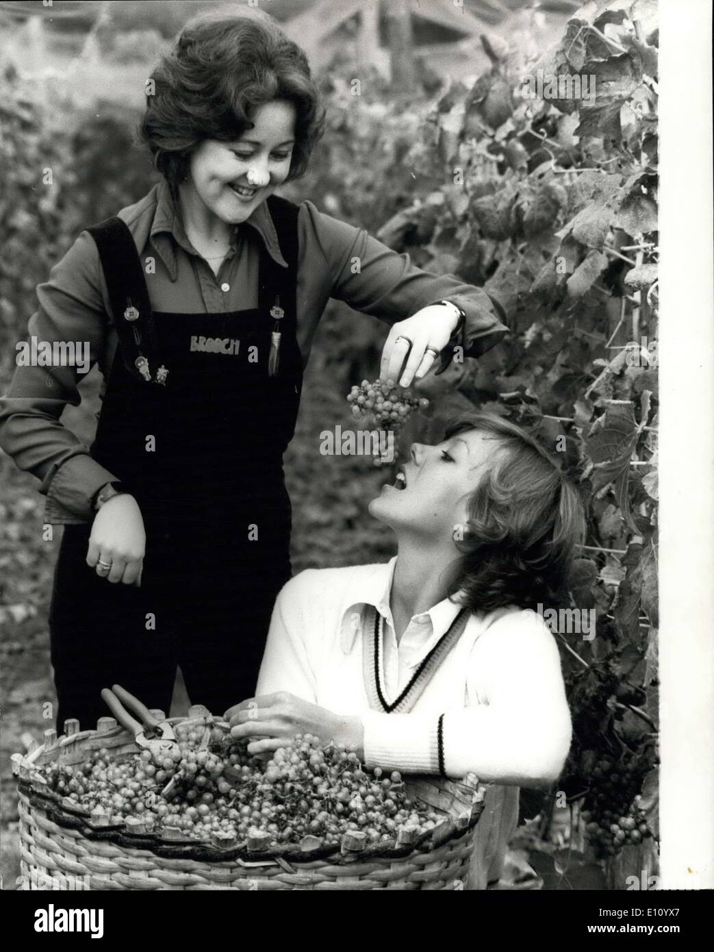 17. Oktober 1974 - Stars helfen Rekord Trauben Ernte wählen: an der Weinlese auf der Merrydown Wine Company Weinberge in Horam, in der Nähe von Heathfield, Sussex heute bringen war Jenny Agutter., jetzt spielen in "Frühlingserwachen" am Nationaltheater. Unterstützung von Jenny, wählen Sie die Rekordernte war Schauspielkollegin Jane Carr, der in dem Film war "The Pride of Miss Jean Brodie und erscheint auch in"Frühlingserwachen". Der Wein aus den Trauben heute werden schließlich unter Merrydown Raisling Sylvander Kabel verkauft Stockfoto