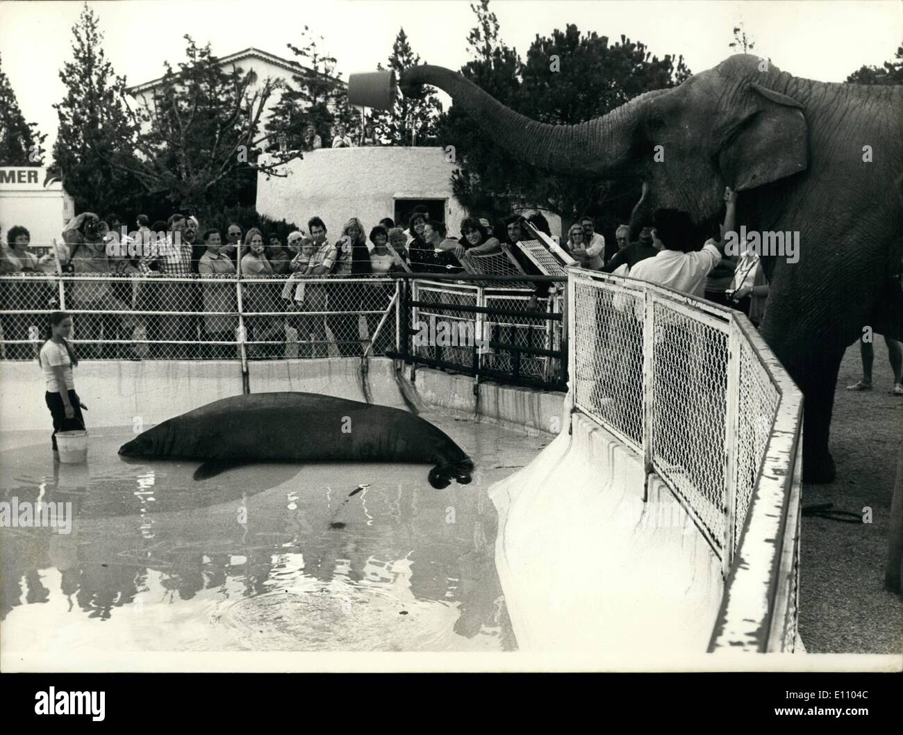 Sept. 09, 1974 - als Elefanten - trocken und nass - treffen.: Elefant im Biot Marine Zoo, in der Nähe, Nizza, tut seinem Hochsee-Kumpel eine gute Wendung wie er Eimer mit frischem Fisch Delikatessen Elefant, völlig unbeeindruckt leert, gedreht und Kriecher aus in die entgegengesetzte Richtung zu landen. Stockfoto