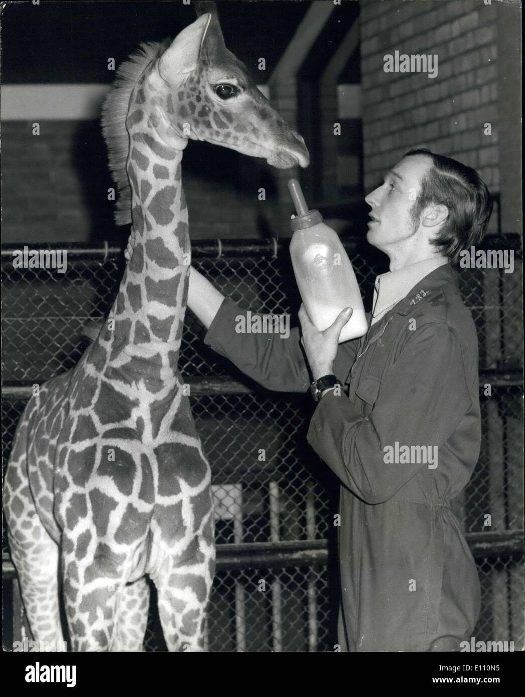 3. März 1975 - Baby mit Schwindelfreiheit: das höchste Baby im Londoner Zoo Verzwergung seinen Torwart, Herr Jeff Nickin, die Fläschchen John a 6 ft 3 In sieben Wochen alten Giraffe ist. Die tägliche Ration 10 Pints Milch kann bis zu neun Monaten fortgesetzt werden, und John konnte wuchs auf 18ft. Stockfoto