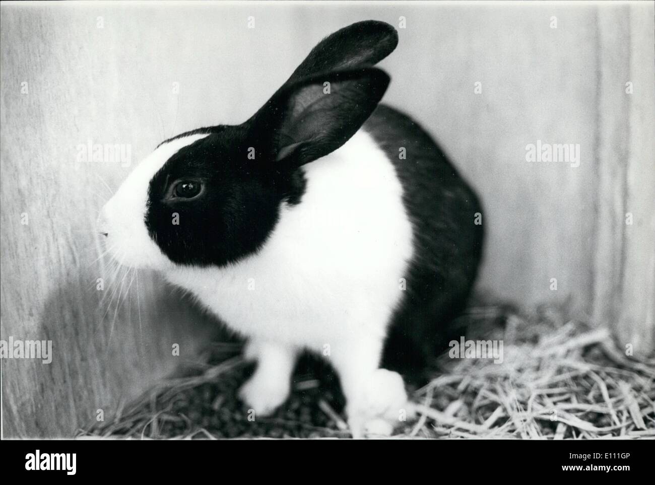Herr Rabbit 1. Januar 1975 - '' Panda'' Rabbit produziert In Japan.: nach dem ...