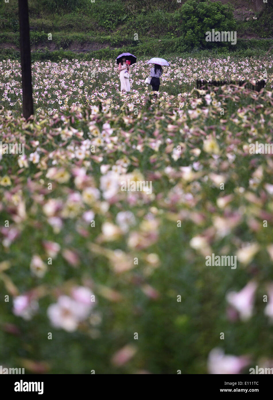 (140521)--NANCHANG, 21. Mai 2014 (Xinhua)--Besucher anzeigen Lilien im Regen in der Wanzai Grafschaft, Osten Chinas Jiangxi Provinz, 21. Mai 2014. Wanzai Grafschaft, hat mit einer Geschichte der Pflanzung Lilien für ungefähr 500 Jahre rund 5.000 Mu (rund 333,3 Hektar) von Lilien, Besucher in diesem Jahr zu gewinnen. (Xinhua/Zhou Mi) (Zwy) Stockfoto