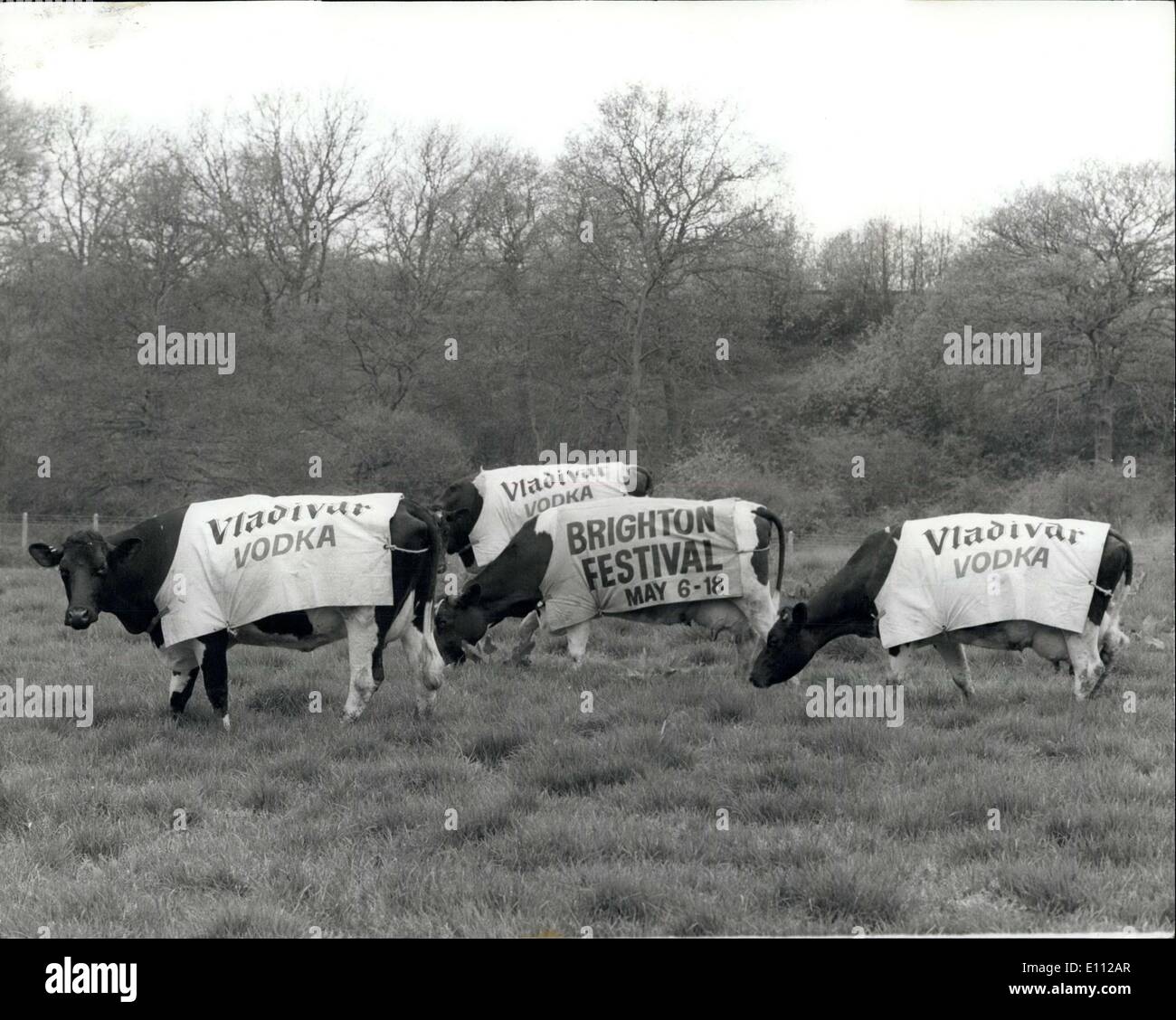 30. April 1975 - Kühe für Werbung in den Bereichen genutzt - für Zug Passagiere profitieren: Wenn Sie auf der Brighton-Victoria Line Reisen, die Chancen stehen gut, dass Sie eine Herde Kühe tragen Mäntel, die Veröffentlichung von Wodka und das Brighton Festival sehen. Die Idee stammt von Herrn David Maby, der eine Londoner Firma Werbung betreibt, die seine wird getan sagt, damit Leute, Werbung in den Bereichen sehen können. Das Foto zeigt Kühe tragen ihre Werbung Mäntel im Feld. Stockfoto