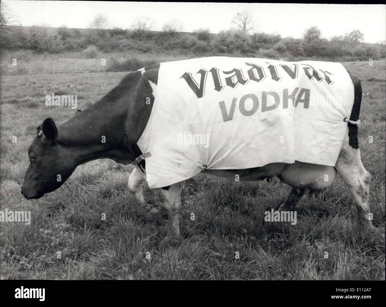 30. April 1975 - Kühe für Werbung in den Bereichen gesehen von Bahnreisenden genutzt: Wenn Sie auf der Brighton-Victoria Line Reisen, die Chancen stehen gut, dass während der Fahrt sehen Sie eine Herde Kühe tragen Mäntel Veröffentlichung Wodka und das Brighton Festival. Die Idee stammt von Herrn David Maby, der eine Londoner Firma Werbung, die sagt, dass es getan wird betreibt, damit die Leute, Werbung in den Bereichen sehen können. Foto zeigt einen der Werbung Kühe gesehen in einem Feld trägt seinen Mantel. Stockfoto