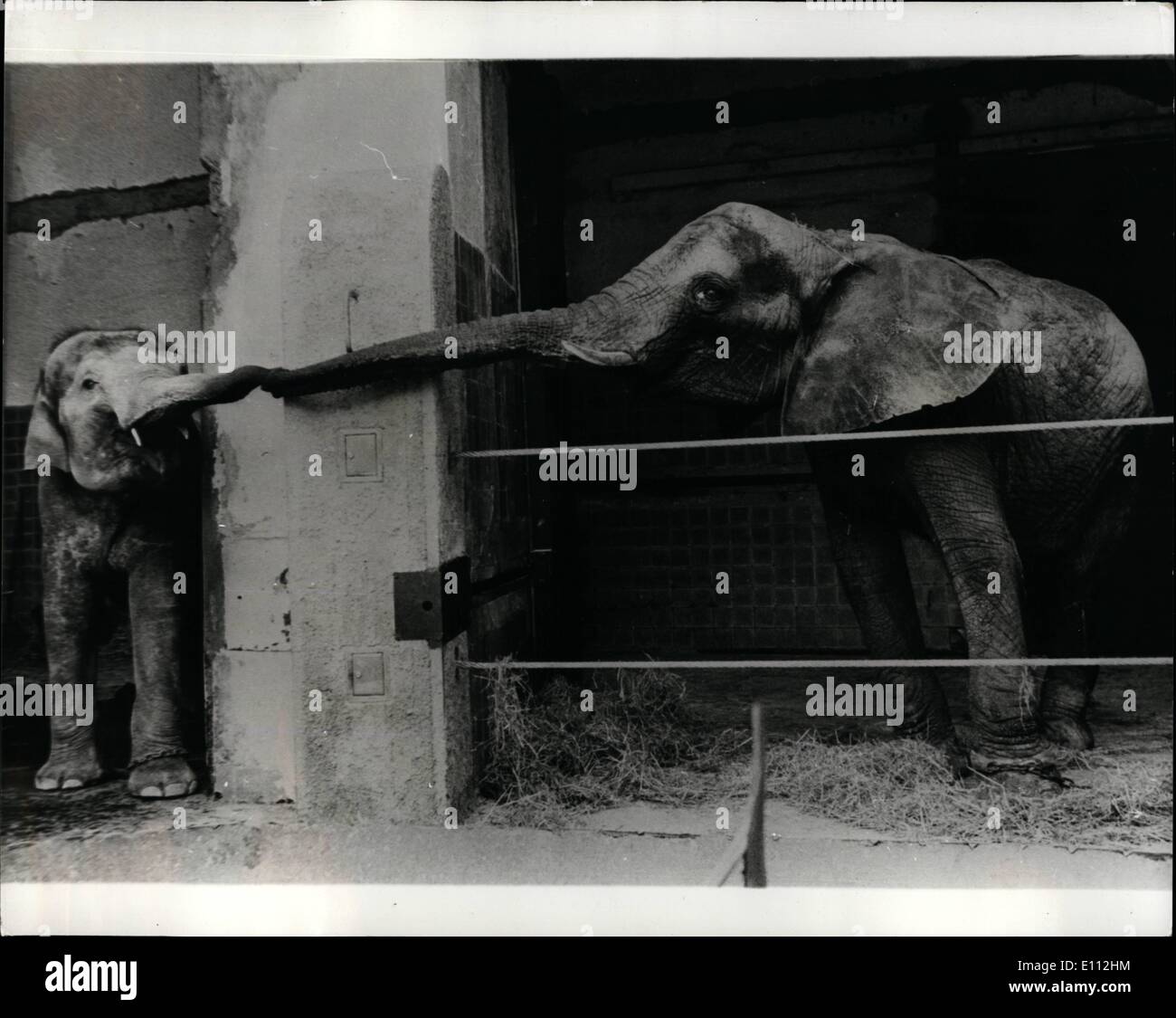 Willkommen Sie 5. Mai 1975 - im Münchner Zoo! Eine alte etablierte Elefanten resident im Zoo von München, erstreckt sich einen einladende Stamm auf eines der zwei junge afrikanischen Elefanten, die im Zoo von Kopenhagen eingetroffen sind. Stockfoto