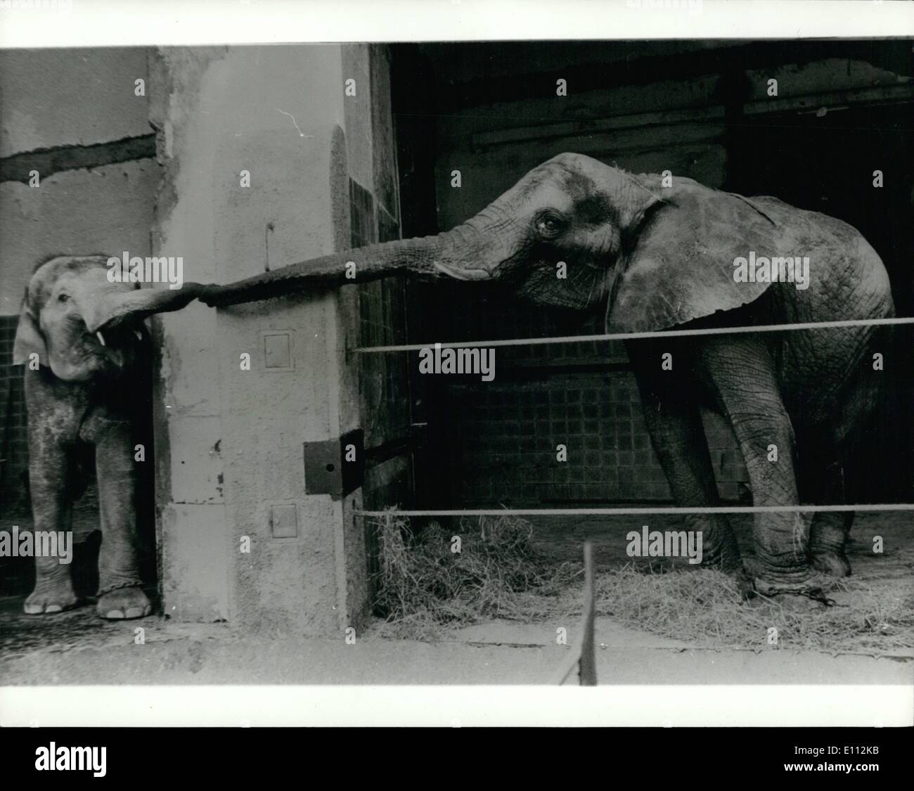 5. Mai 1975 - Willkommen zum Münchner Zoo!: eine alte etablierte Elefanten resident im Zoo von München, erstreckt sich einen einladende Stamm eines Stockfoto