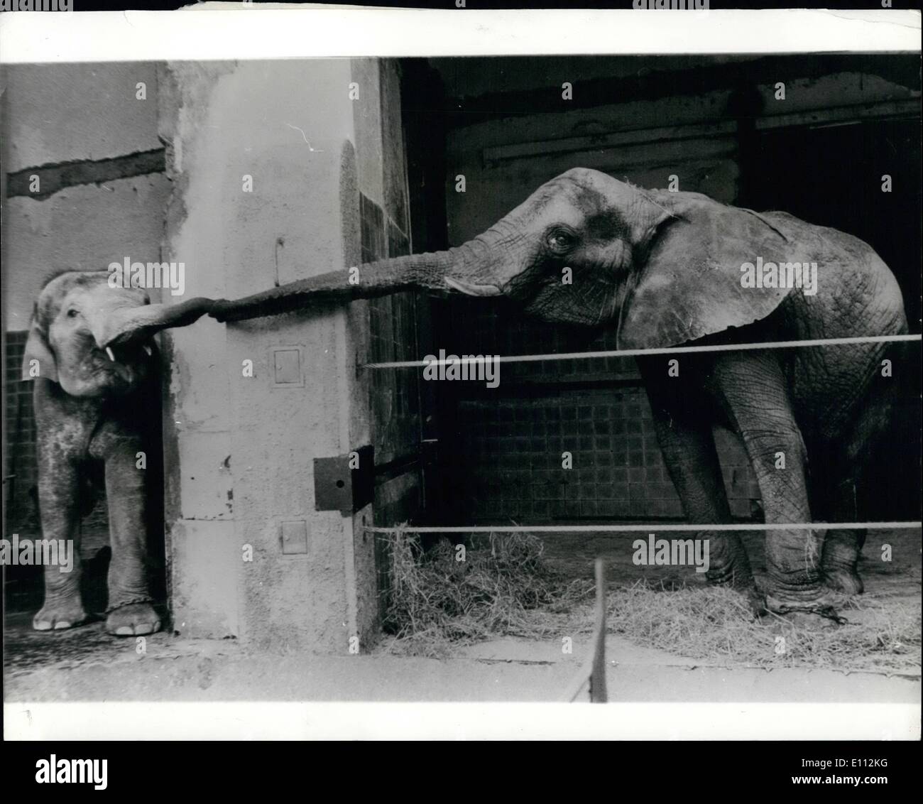Willkommen Sie 5. Mai 1975 - im Münchner Zoo. Eine alte etablierte Elefanten resident im Zoo von München, erstreckt sich einen einladende Stamm auf eines der zwei junge afrikanischen Elefanten, die im Zoo von Kopenhagen eingetroffen sind. Stockfoto