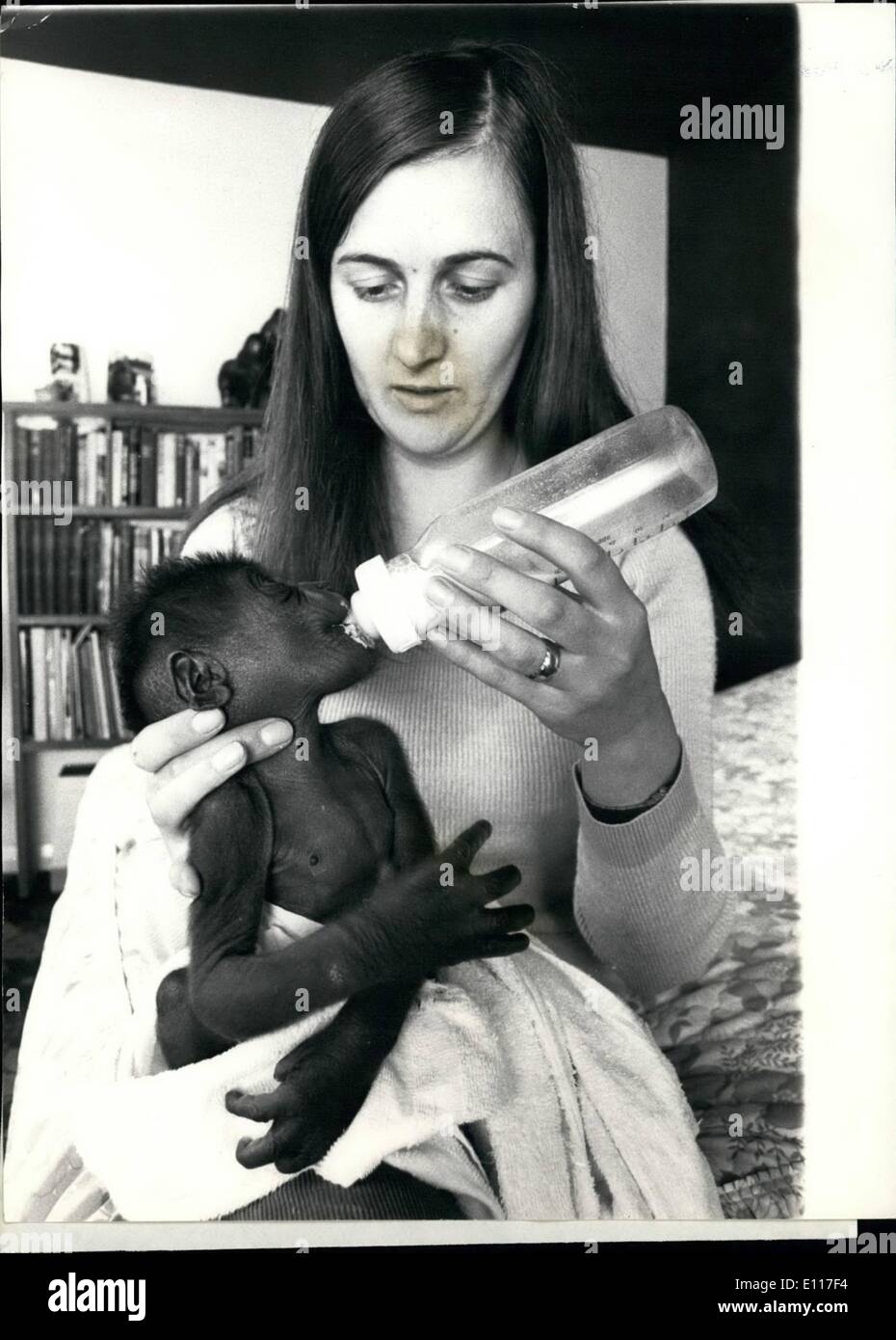 3. März 1976 - stolze Mama, erwartet Ju Ju ihr Pfingsten Besucher; Ju Ju Gorilla ist voller Freude, nicht nur hat sie eine schöne 7 Woche Stockfoto