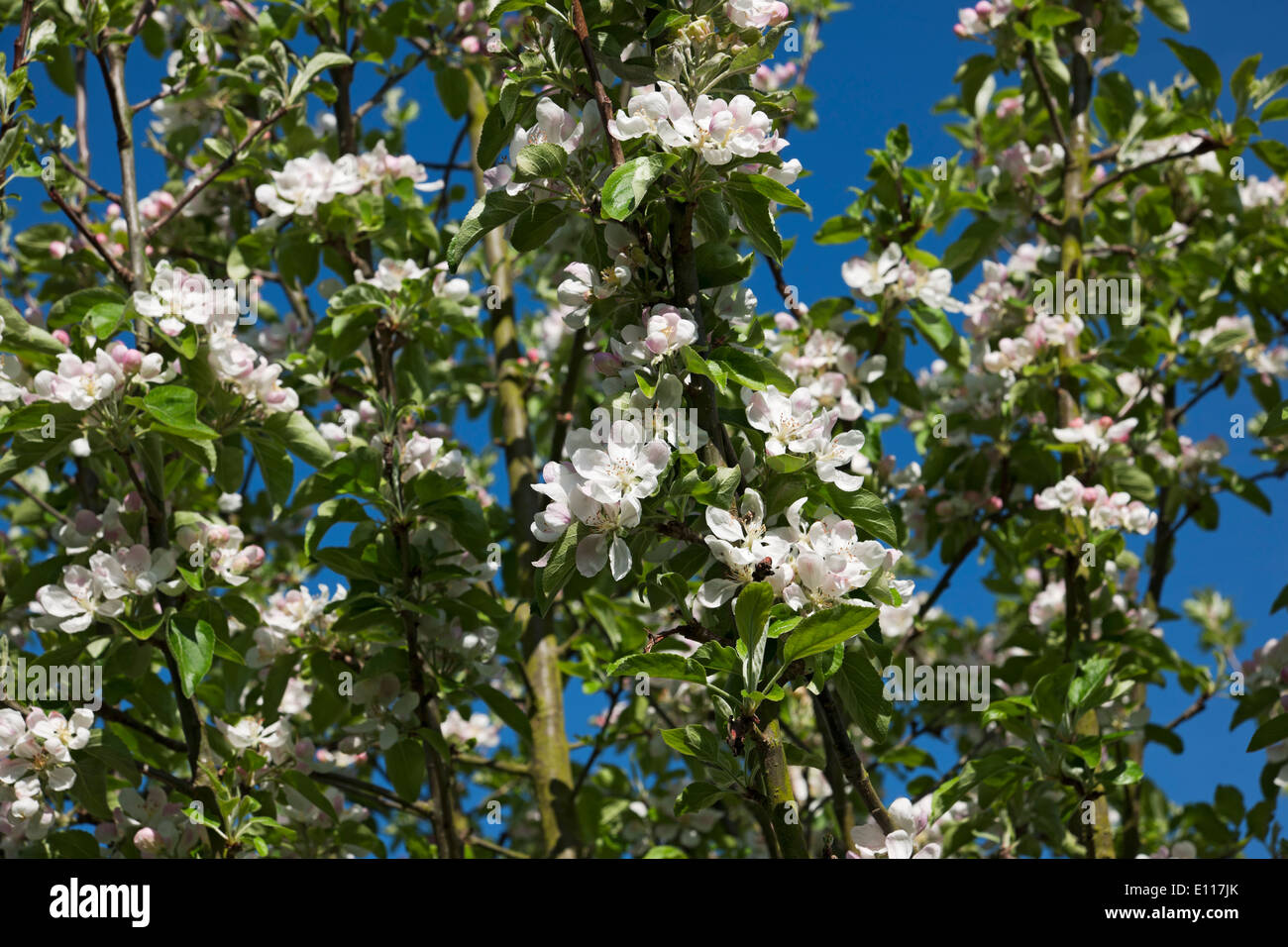 Apfelblüten Blumen Blume Baum blüht im Frühling England UK Vereinigtes Königreich GB Großbritannien Stockfoto