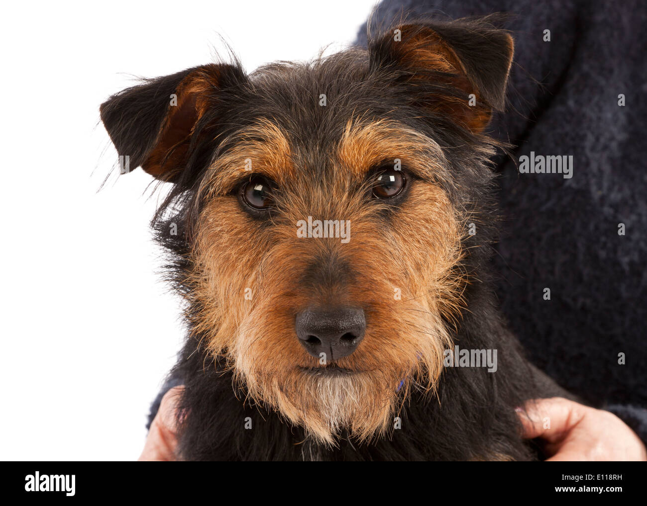 Porträt eines jungen Black And Tan Terrier Hund Stockfoto