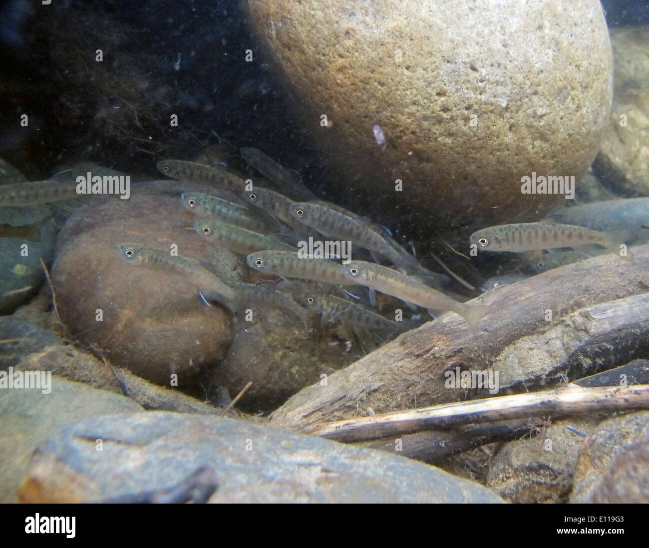 Das Caswell Lake Outlet in Alaska ist ein wichtiger Lebensraum für junge Salmoniden. Der Auslauf ist ein wichtiger Bestandteil des Ökosystems der Region und unterstützt die Lachsbestände beim Übergang zwischen Süßwasser- und Meeresumwelt. Stockfoto