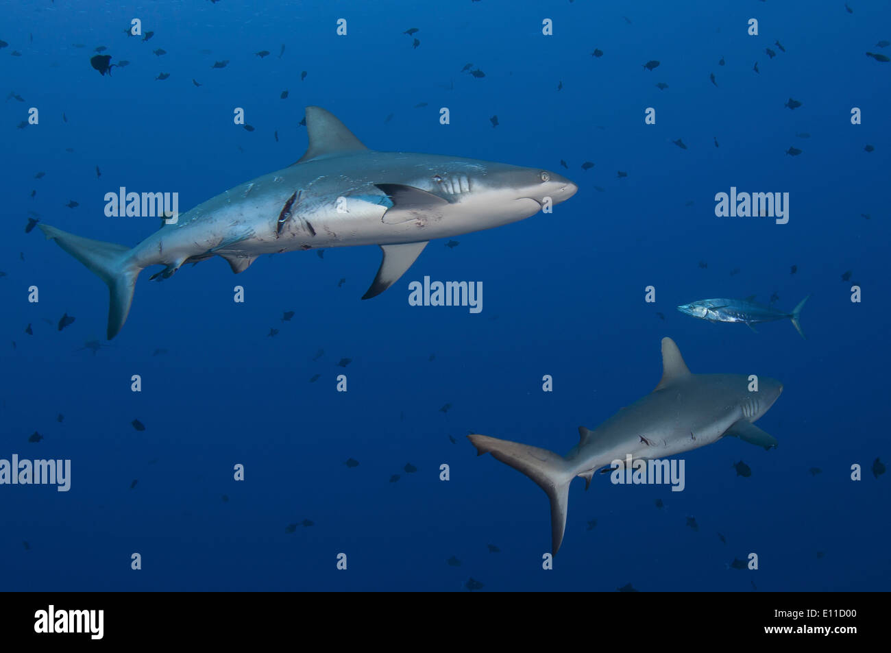 Graue Riffhaie verletzt bei der Paarung (Carcharhinus Amblyrhynchos) Stockfoto