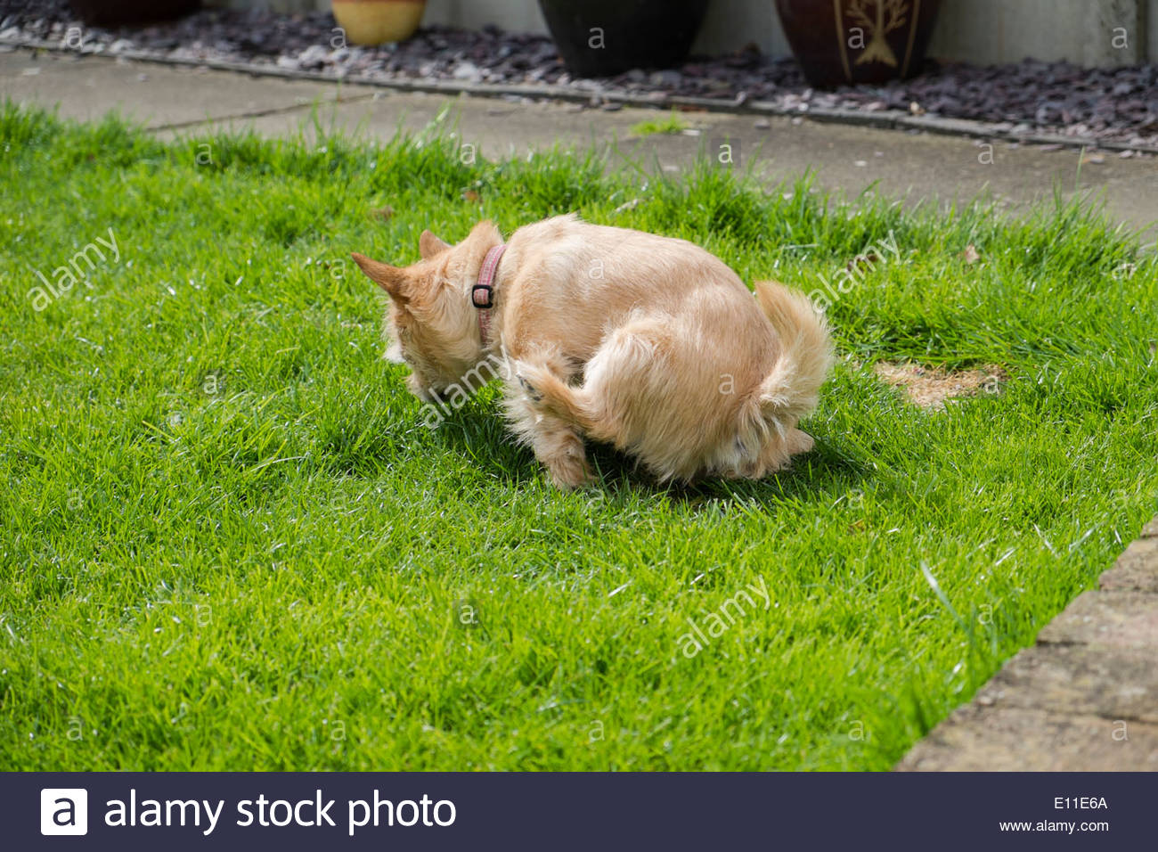 Ein Chihuahua Norfolk Terrier Kreuz Mit Pinkeln Stockfotografie Alamy