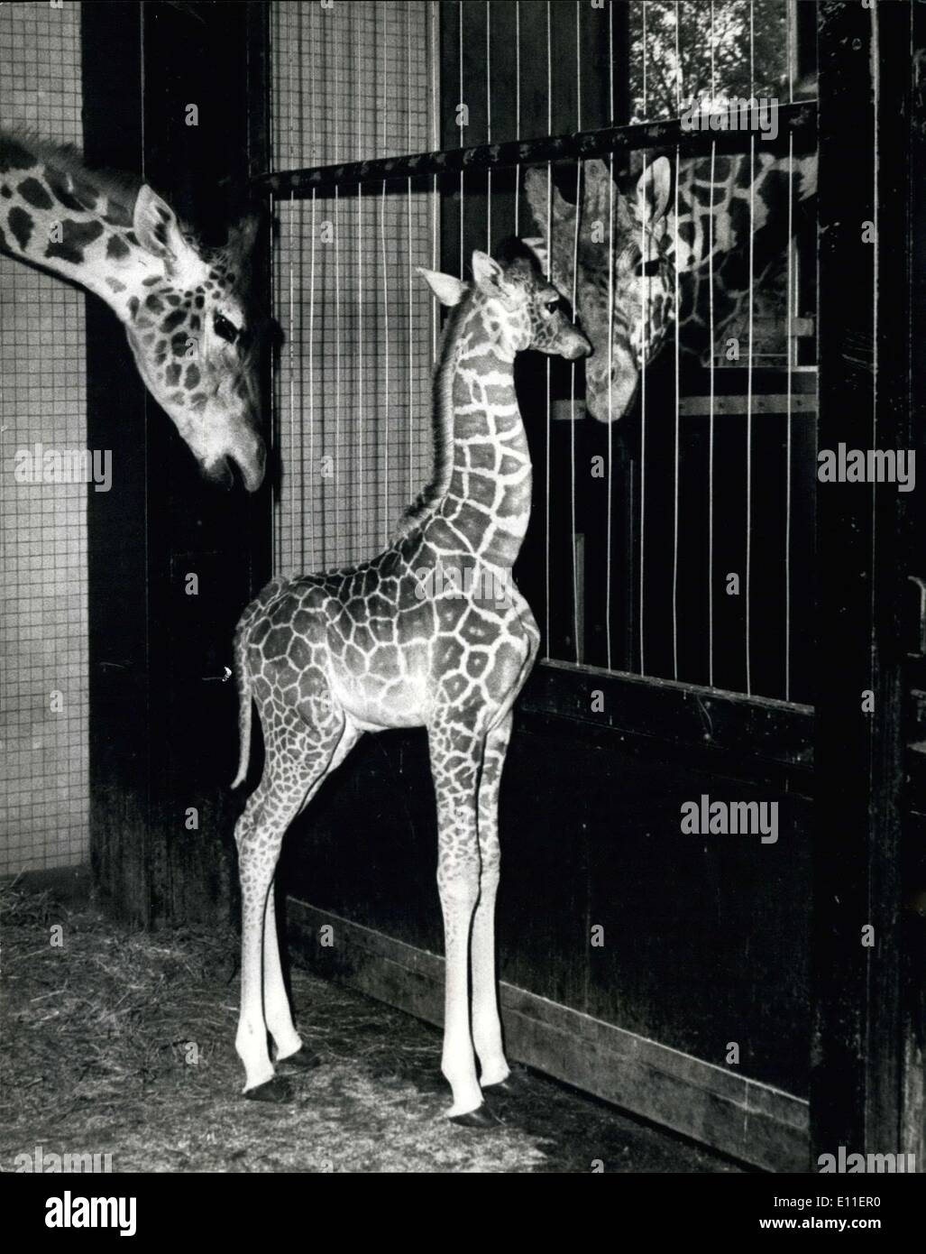 14. Juni 1977 - neue Baby Giraffe At The London Zoo: Long John Silver die fünf Fuß 8 Zoll hoch Giraffenbaby geboren letzten Donnerstag, 9. Juni, um Jill und Robbie war heraus zu sehen heute zum ersten Mal im Londoner Zoo. Foto zeigt Long John Silver, Aufmerksamkeit von der Mutter, Jill und Vater Robbie, wer gehalten wird in einer Höhle auf der rechten Seite dieser eigenen betreiben. Stockfoto