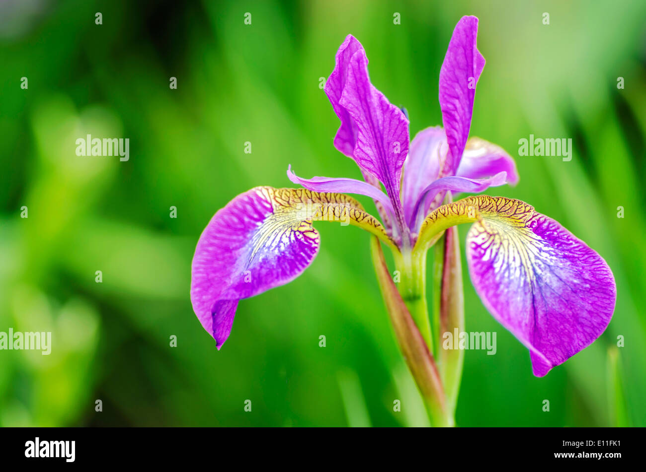 Poetische lila Blume Stockfoto