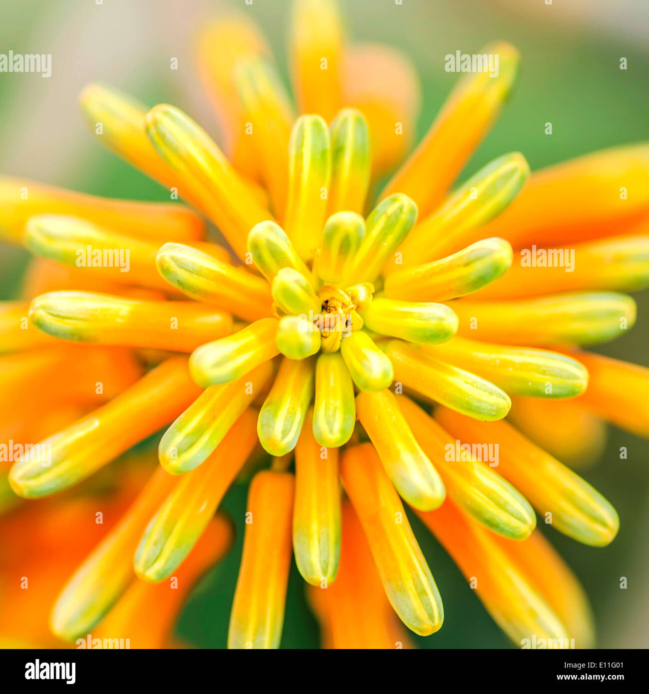 Gelb Orange Atom Blume Pflanze Makro Natur Stockfoto