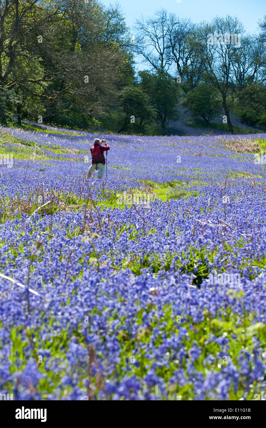 Llandrindod Wells, Powys, UK. 21. Mai 2014. Wanderer durchqueren eine große Fläche von Glockenblumen, an einem schönen Sommermorgen. Glockenblumen sind fruchtbar in Wales in diesem Jahr und blühenden später als die meisten anderen Teilen Großbritanniens. Bildnachweis: Graham M. Lawrence/Alamy Live-Nachrichten. Stockfoto