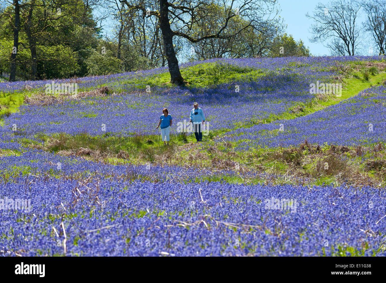 Llandrindod Wells, Powys, UK. 21. Mai 2014. Wanderer durchqueren eine große Fläche von Glockenblumen, an einem schönen Sommermorgen. Glockenblumen sind fruchtbar in Wales in diesem Jahr und blühenden später als die meisten anderen Teilen Großbritanniens. Bildnachweis: Graham M. Lawrence/Alamy Live-Nachrichten. Stockfoto