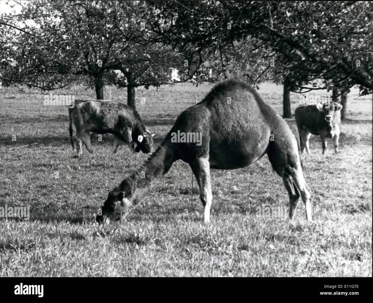 11. November 1977 - Dromedar und Kühe: Dies ist keine neue Erfindung für die Schweiz-Landwirtschaft: Das Dromedar, Weiden mit Kühen, friedliche gehört zu einem Zirkus. Stockfoto