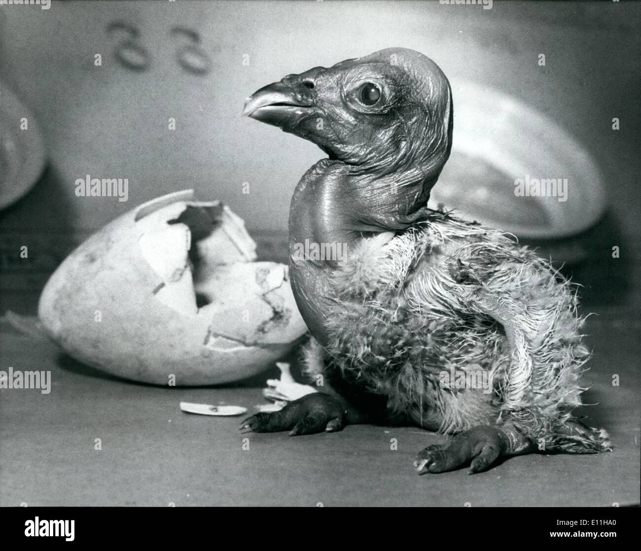 6. Juni 1978 - Andrean Condor weniger als 24 Stunden alt, nachdem es im New Yorker Bronx Zoo geschlüpft. Die Condor ist der weltweit größte fliegende Vogel und im Erwachsenenalter haben eine Spannweite über 101/2 Füße und 25 Pfund wiegen. Schraffur in Gefangenschaft ist selten. Die Condor-Baby hieß Acheson, 61/2 oz hatte, wenn es am 29. März 1978 geschlüpft. Dieses Bild wurde uns jetzt nur zur Verfügung. Wir haben gelernt, dass Acheson dabei gut, aber kann nicht mit den Eltern gelassen werden und wird nicht noch Besucher des Zoos. Stockfoto