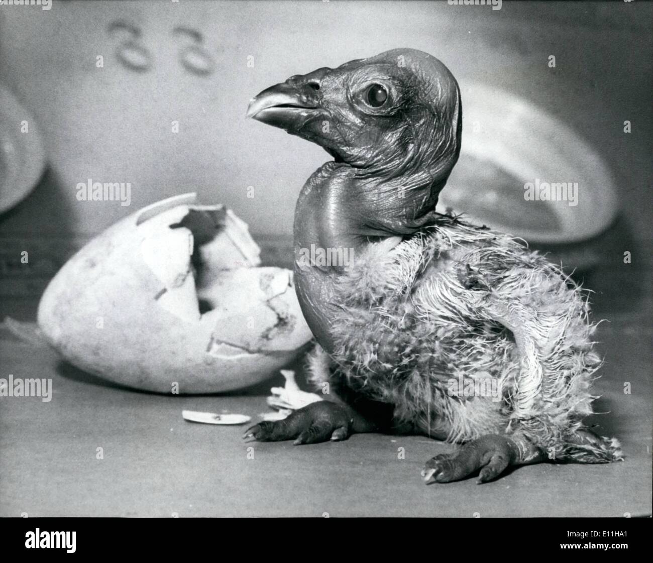 6. Juni 1978 - Andenkondor weniger als 24 Stunden alt, nachdem es im New Yorker Bronx Zoo geschlüpft. Die Condor ist der weltweit größte fliegende Vogel und im Erwachsenenalter haben eine Spannweite über 101/2 Füße und 25 Pfund wiegen. Schraffur in Gefangenschaft ist selten. Die Condor-Baby hieß Acheson, 61/2 oz hatte, wenn es am 29. März 1978 geschlüpft. Dieses Bild wurde uns jetzt nur zur Verfügung. Wir haben gelernt, dass Acheson ist wohlauf, aber nicht mit den Eltern gelassen werden kann und noch nicht für die Besucher des Zoos gezeigt wird ist. Stockfoto