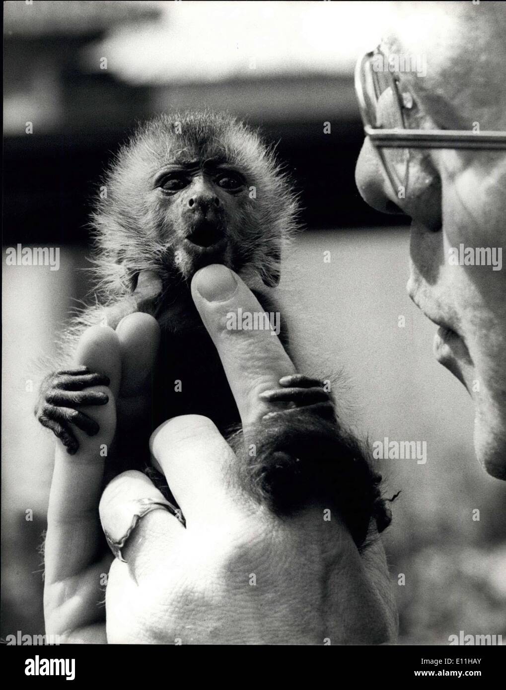 8. Juni 1978 - Baby Kapuziner im London Zoo. Jim und Tim, zwei braune Kapuziner wurden am 30. April im Londoner Zoo geboren. Ihre Eltern sind Minnie und Chi Chi wenn es klar war, dass Minnie konnte nur mit einem ihrer aus Federn, Jim wurde von ihr genommen und Hand von Tierpfleger Ron Smith aufgezogen wird. Die Kapuziner kommen aus Südamerika und es ist ziemlich selten vor, dass sie Hand aufgezogen werden. Foto zeigt: Jim die Hand aufgezogen Kapuziner im London Zoo heute abgebildet. Stockfoto