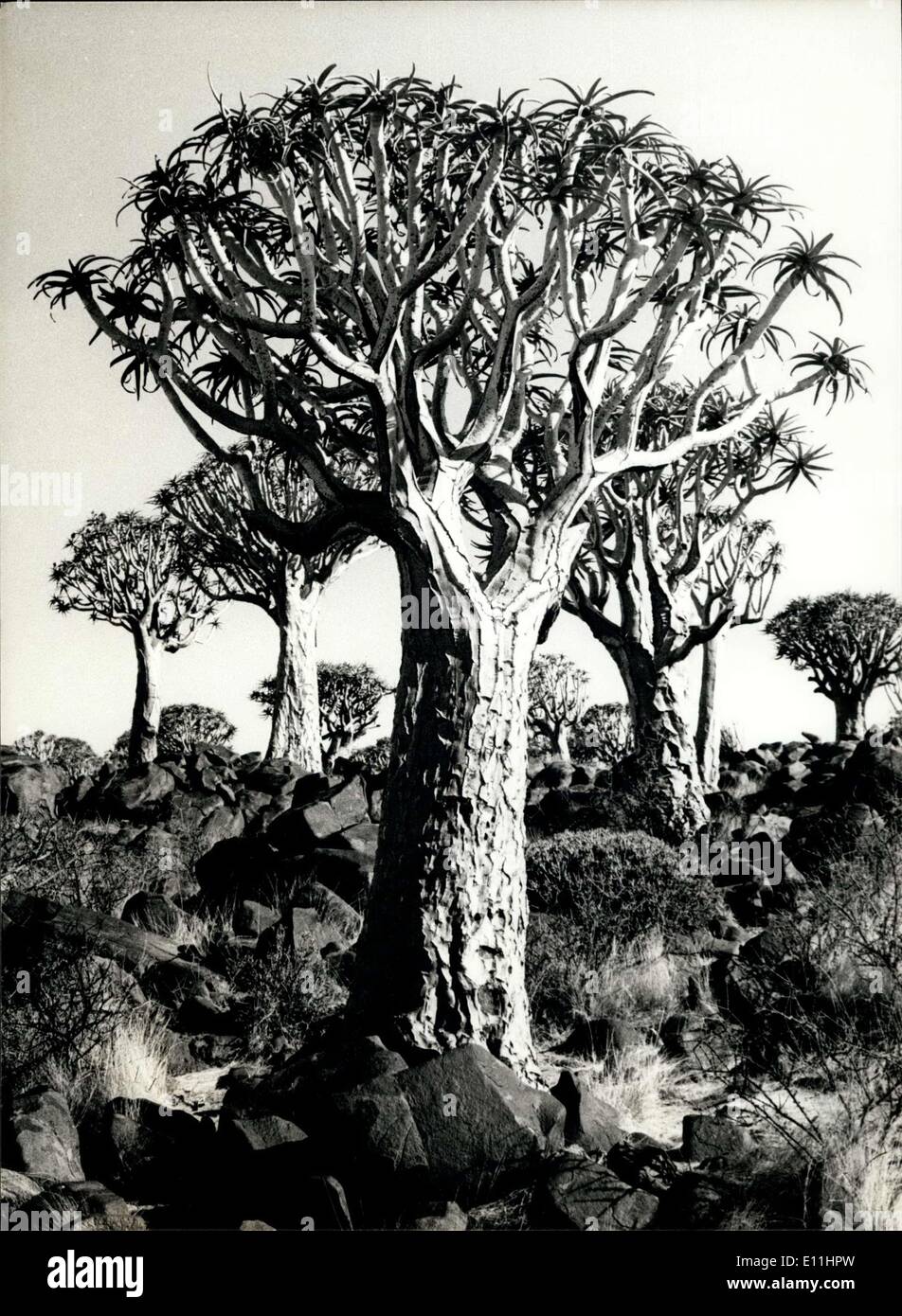 12. Juni 1978 - Koker-Bäume: eines der Wahrzeichen des südlichen Afrikas Koker-Bäume sind eines der Wahrzeichen des südlichen Afrika, Südafrika und Namibia zu. Sie sind eine Art von Aloe-Pflanze. Aus der Rinde bilden die schwarzen ihre Köcher. OPS: Koker-Bäume im Namibia. Stockfoto