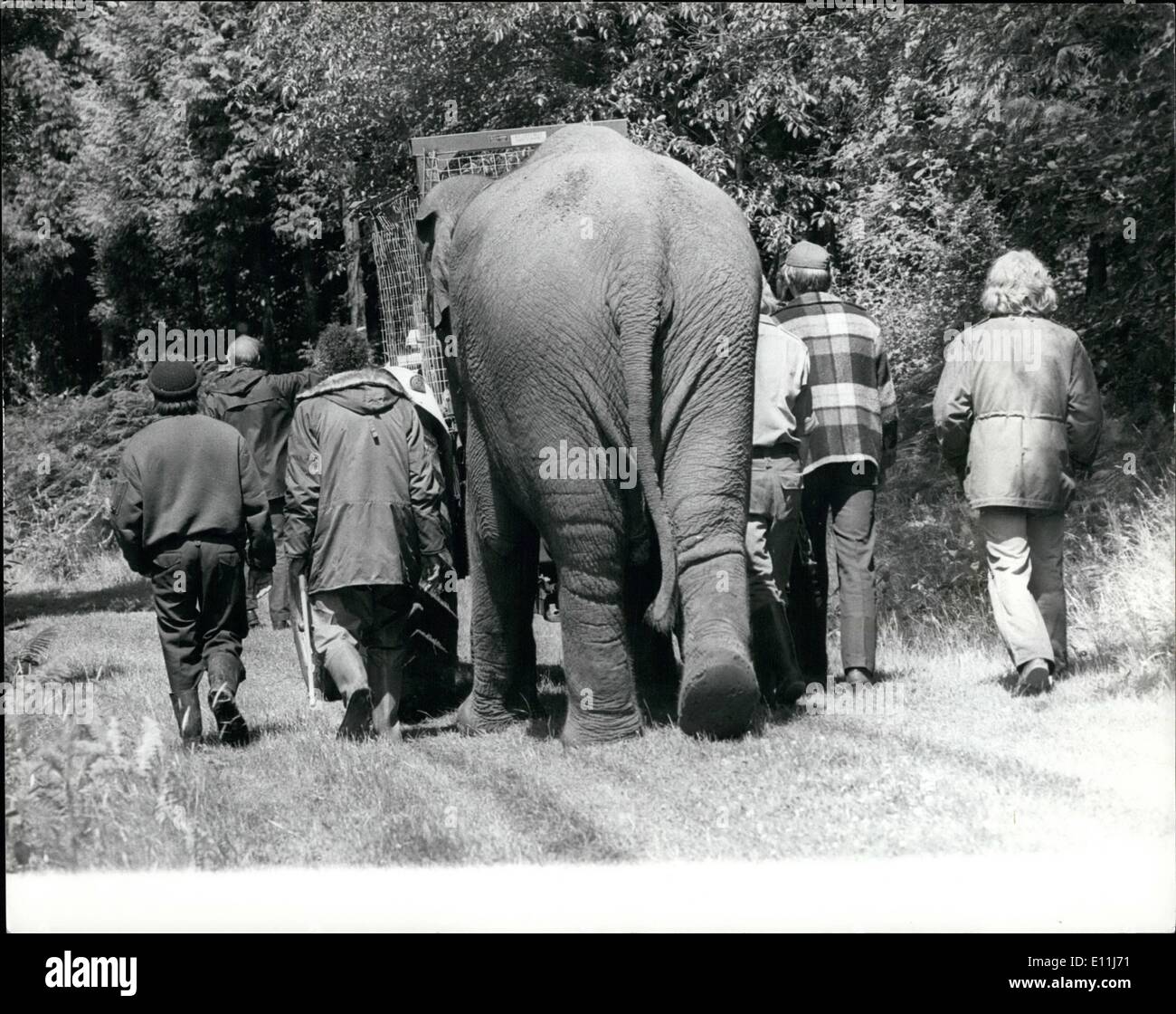 7. Juli 1978 - Hazel The Elephant sagt Goodbye To Freedom: Hazel, ein Elefant aus Windsor Safari Park, sagt auf Wiedersehen in Freiheit gestern nach 19 Stunden in Windsor Forest. Hazel entging Form der Safari-Park am Dienstag durch Abstechen Stahl Zäune und Bäume entwurzelt. Sie war schließlich gestern nachdem er gefangen, in einer Senke besorgt und eine schwere Dosis von beruhigender, dann 2 1/2 Tonne, 16 Jahre alten indischen Elefanten war an einen Traktor für 3 Meile Spaziergang zu Hause genutzt. Foto zeigt Hazel der Elefant nach ihrem 19 Stunden Freiheit im Wald ruhig zurück zu ihr nach Hause geht. Stockfoto