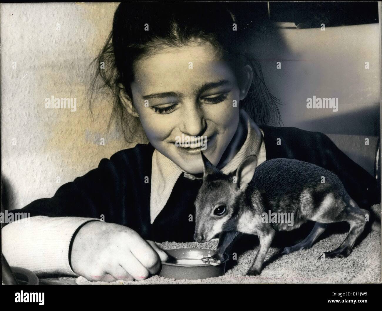 8. August 1978 - ist '' Schlunzi'' der Name dieses 4-Monate-alten Känguru, dessen Mutter ihn zu früh aus ihrem Beutel warf. Er ist jetzt von der Wuenschmann Familie betreut. Dr. Arnd Wuenschmann ist die direkte des Münchner Zoos in der Bundesrepublik Deutschland und erhält seine 10 Jahre alte Tochter '' Pommi'' Spaß mühsam das kleine Känguru mit einer speziellen Milch und Essen zu bringen. Stockfoto
