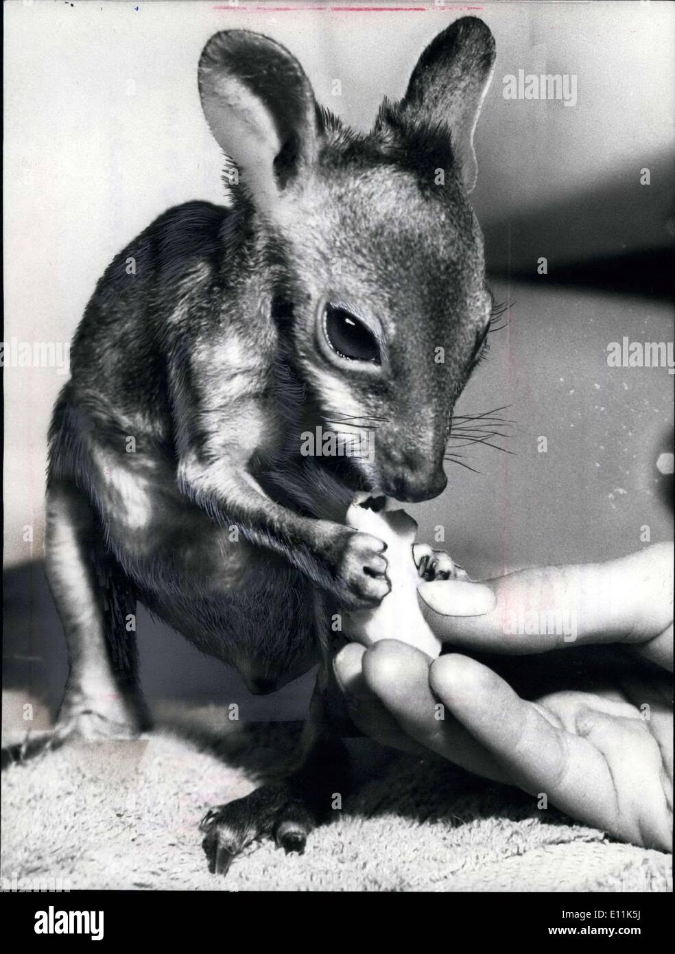 30. August 1978 - ist '' Schlunzi'' der Name dieses 4-Monate-alten Känguru, dessen Mutter ihn zu früh aus ihrem Beutel warf. Er ist jetzt für die Wuenschmann Familie betreut. Dr. Arnd Wuenschmann ist der Direktor des Münchner Zoos in der Bundesrepublik Deutschland und hat seine 10 Jahre alte Tochter '' Pommi'' Spaß mühsam das kleine Känguru mit Spezialmilch und Essen zu bringen. Stockfoto
